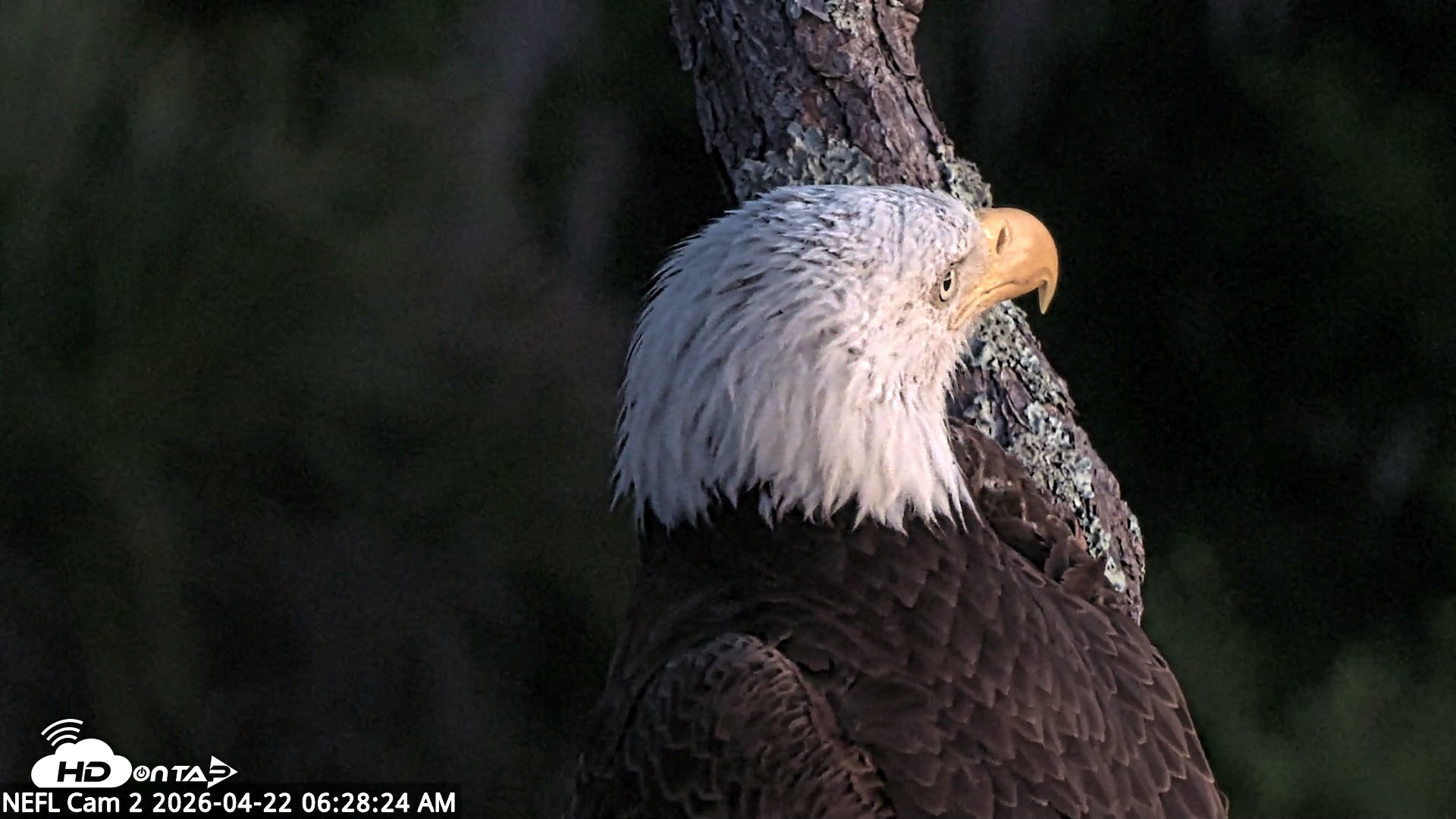 Snapshot of NE Florida Eagles Live Webcam taken Apr 22, 2026, 6:29am EDT