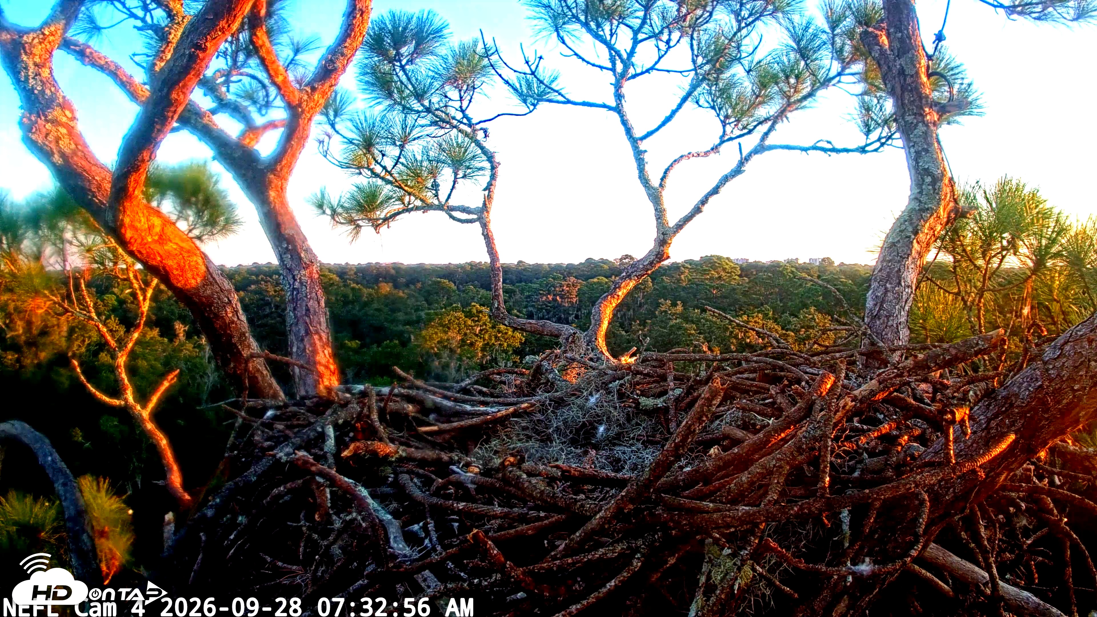 Snapshot of NE Florida Eagles Live Webcam taken Sep 28, 2026, 7:34am EDT