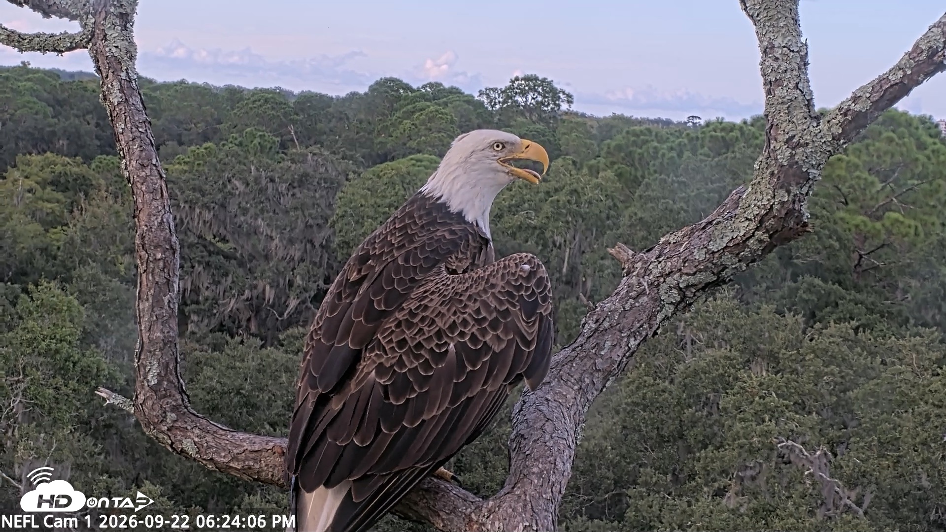 Snapshot of NE Florida Eagles Live Webcam taken Sep 22, 2026, 6:25pm EDT
