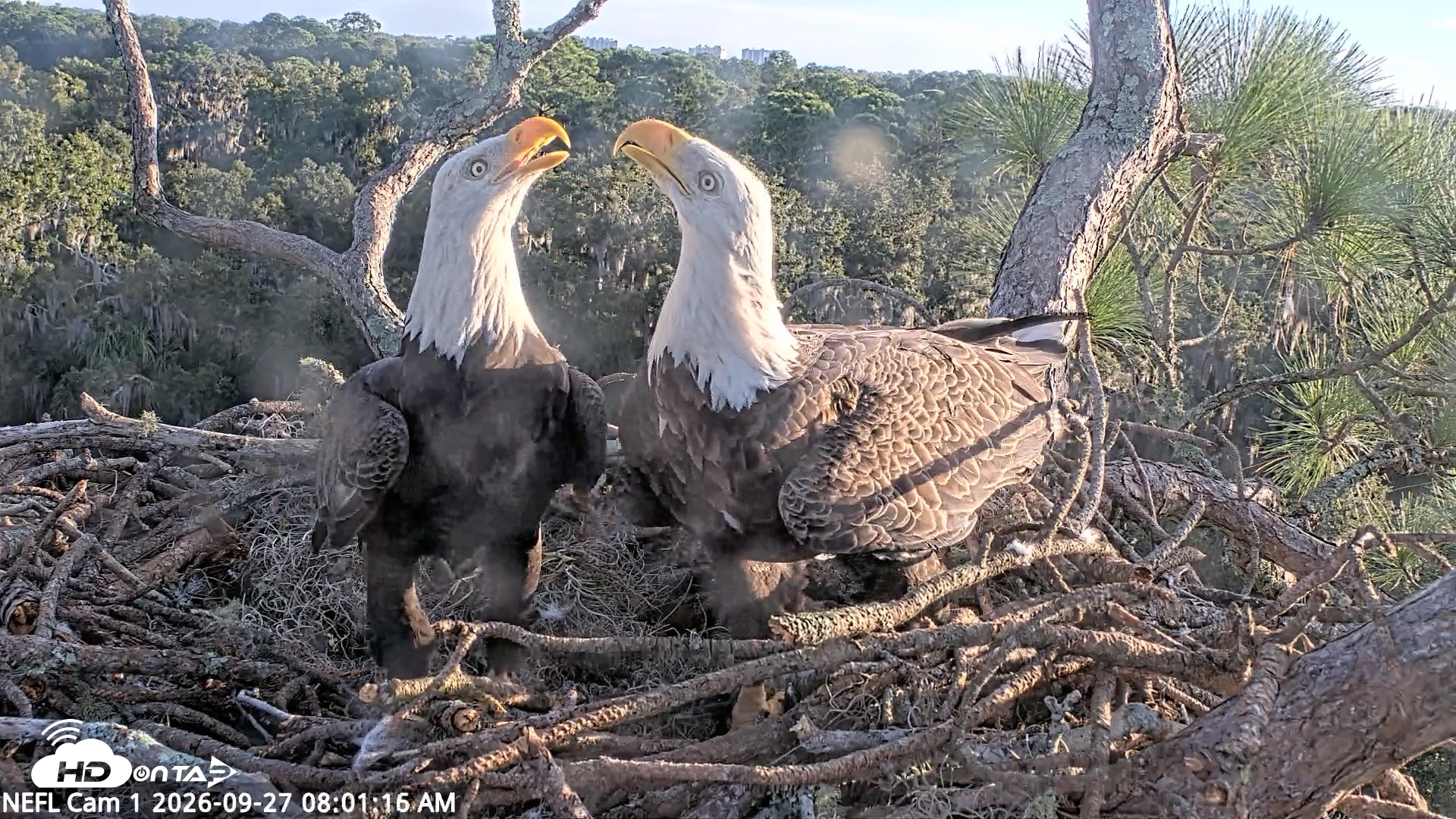 Snapshot of NE Florida Eagles Live Webcam taken Sep 27, 2026, 8:02am EDT