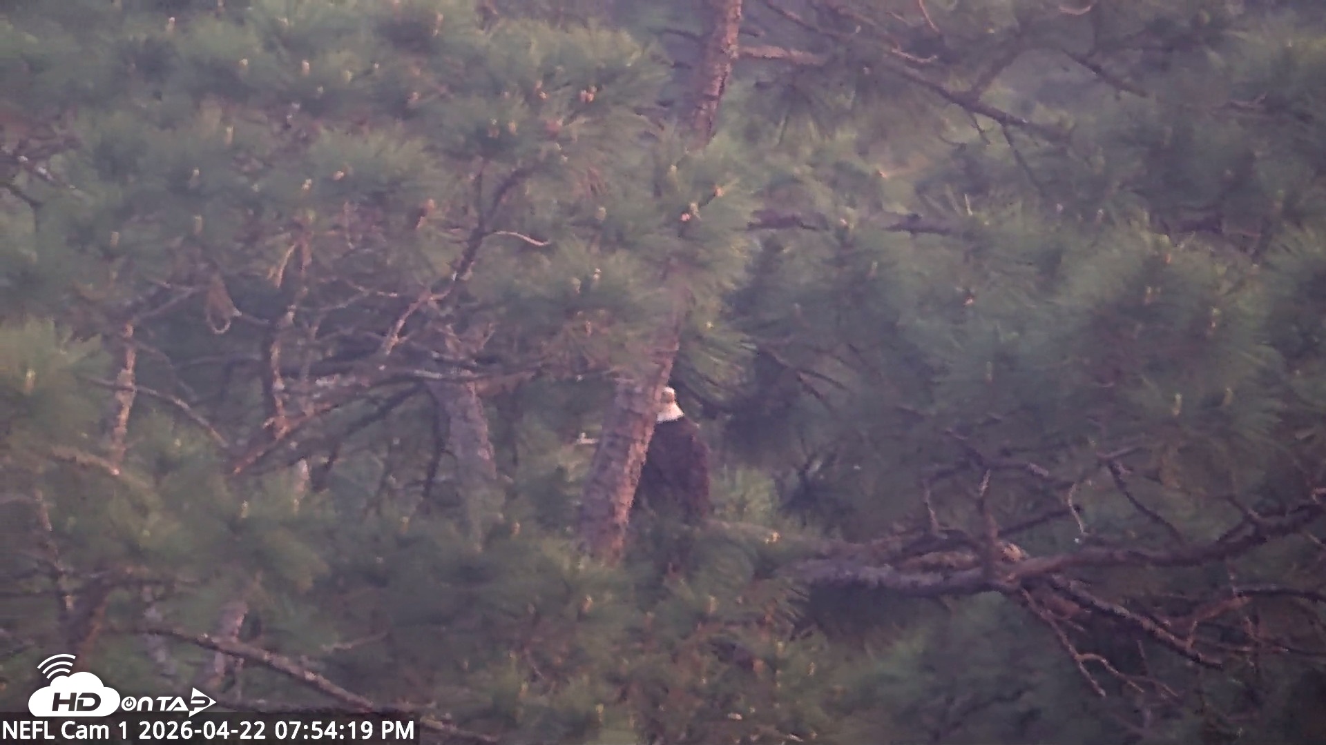 Snapshot of NE Florida Eagles Live Webcam taken Apr 22, 2026, 7:55pm EDT