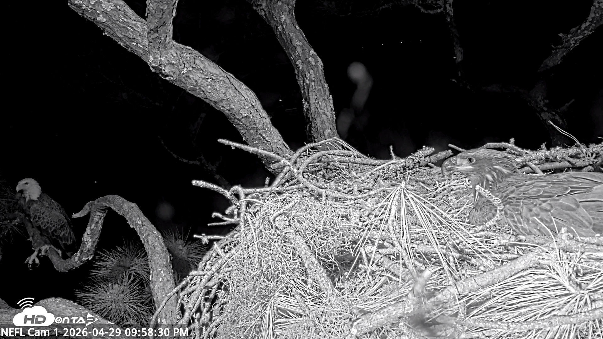 Snapshot of NE Florida Eagles Live Webcam taken Apr 29, 2026, 9:59pm EDT