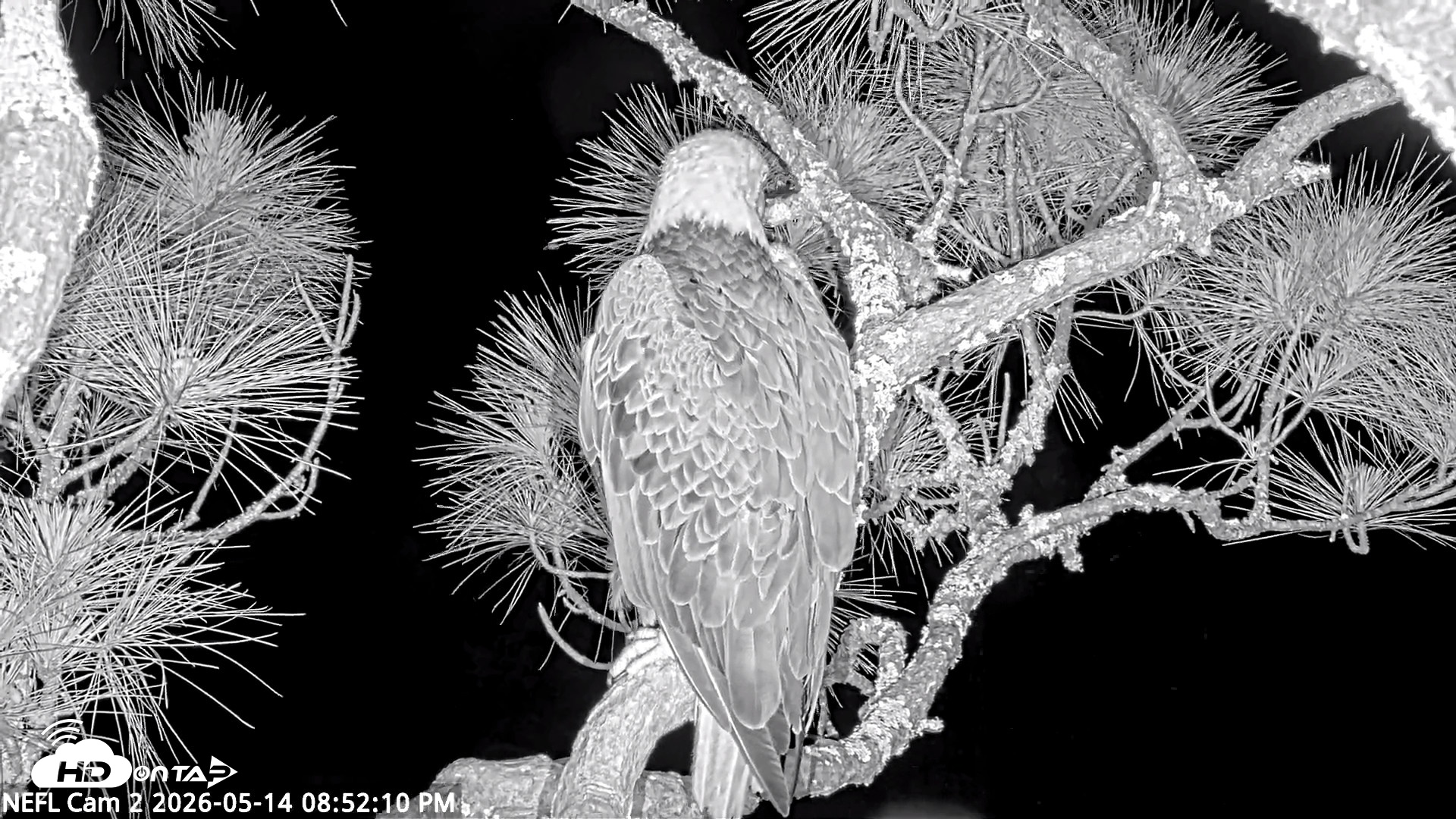 Snapshot of NE Florida Eagles Live Webcam taken May 14, 2026, 8:53pm EDT