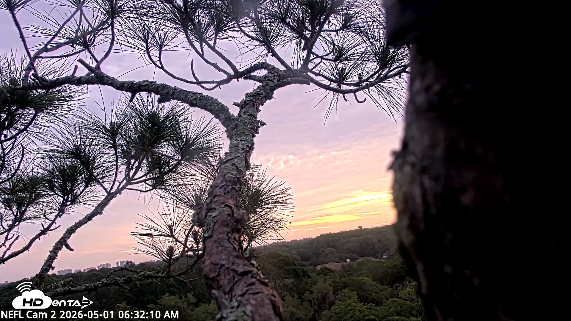 Snapshot of NE Florida Eagles Live Webcam taken May 1, 2026, 6:33am EDT