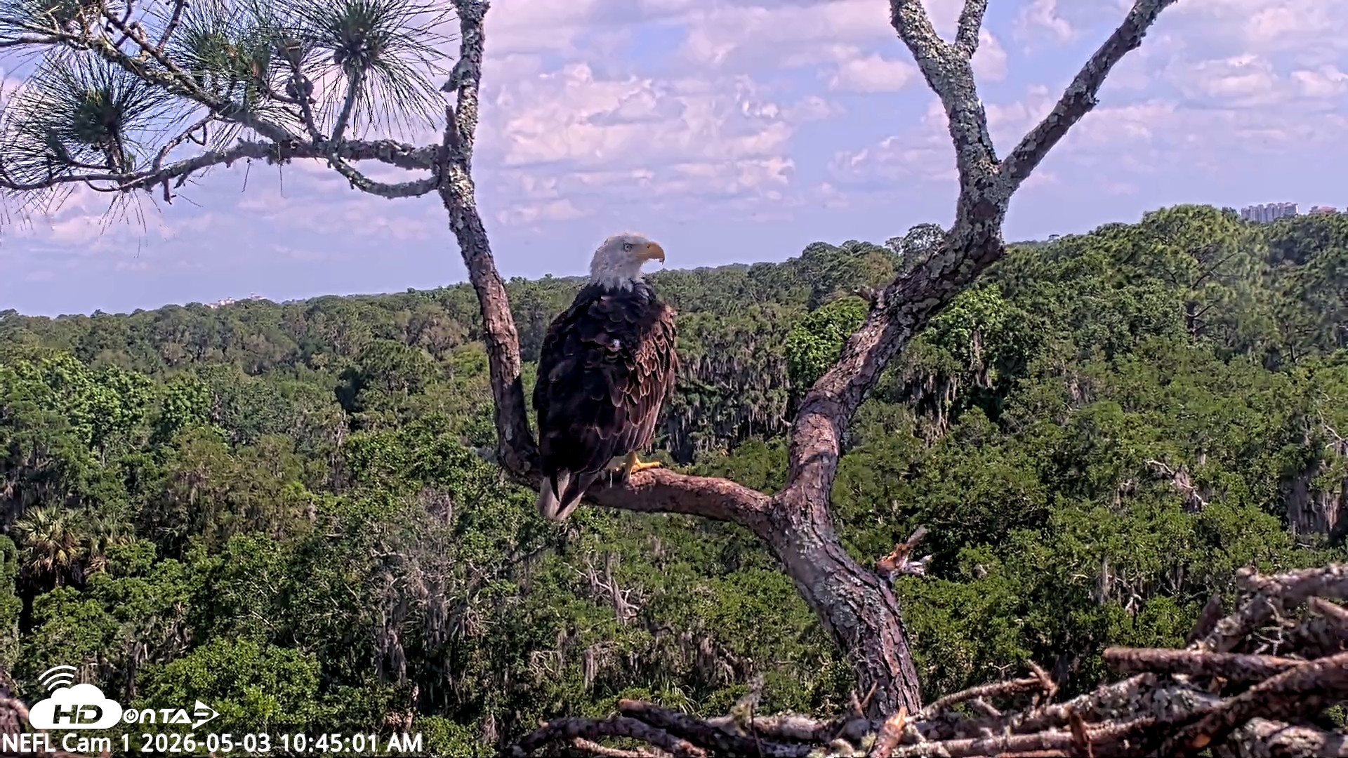Snapshot of NE Florida Eagles Live Webcam taken May 3, 2026, 10:46am EDT