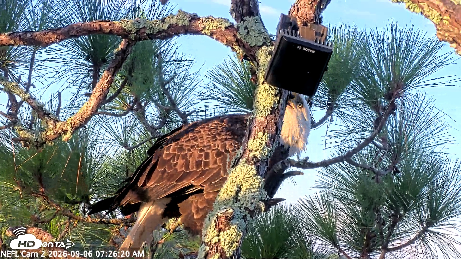 Snapshot of NE Florida Eagles Live Webcam taken Sep 6, 2026, 7:27am EDT