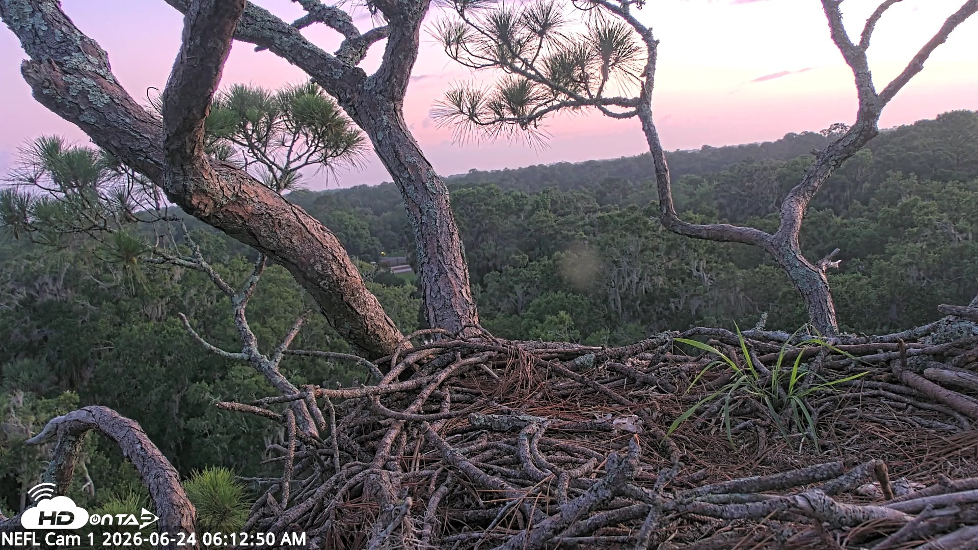 Snapshot of NE Florida Eagles Live Webcam taken Jun 24, 2026, 6:13am EDT