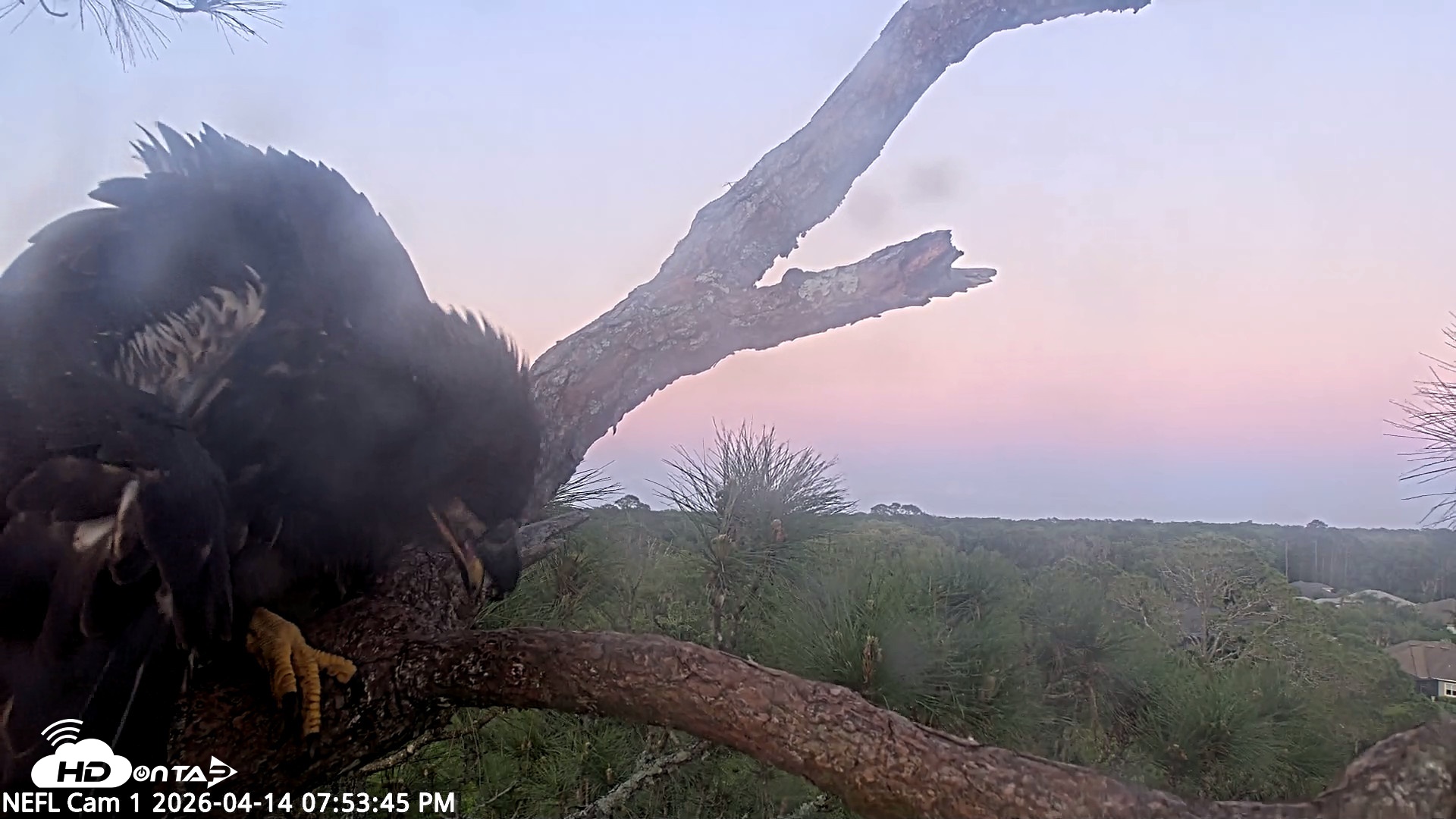 Snapshot of NE Florida Eagles Live Webcam taken Apr 14, 2026, 7:54pm EDT