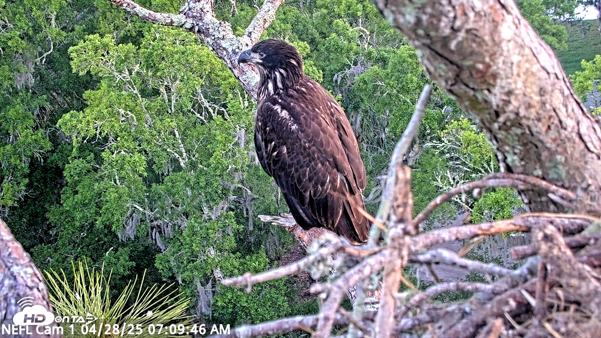 Snapshot of NE Florida Eagles Live Webcam taken Apr 28, 2025, 7:09am EDT
