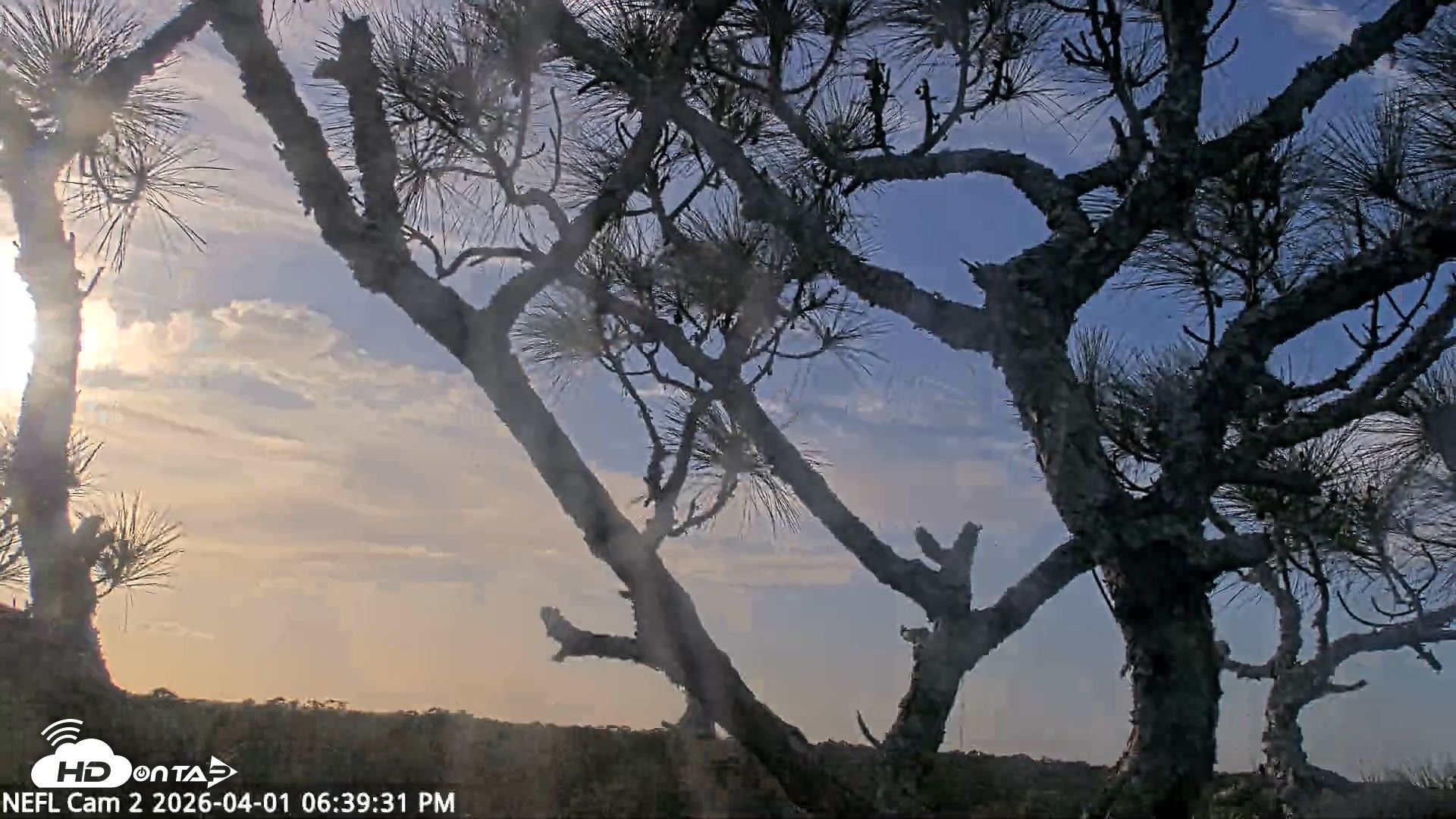 Snapshot of NE Florida Eagles Live Webcam taken Apr 1, 2026, 6:40pm EDT