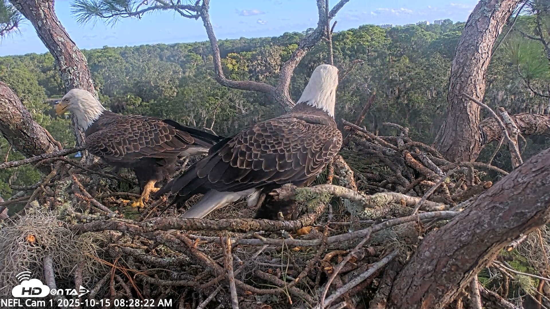 Snapshot of NE Florida Eagles Live Webcam taken Oct 15, 2025, 8:29am EDT