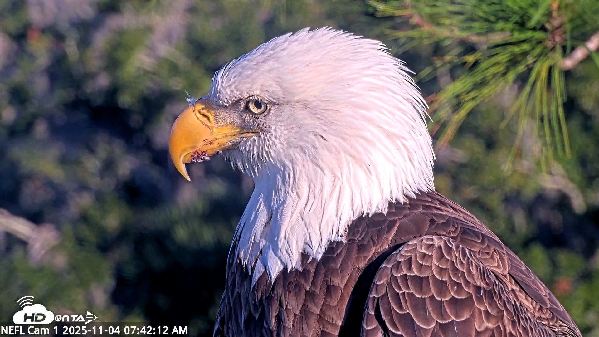 Snapshot of NE Florida Eagles Live Webcam taken Nov 4, 2025, 7:43am EST
