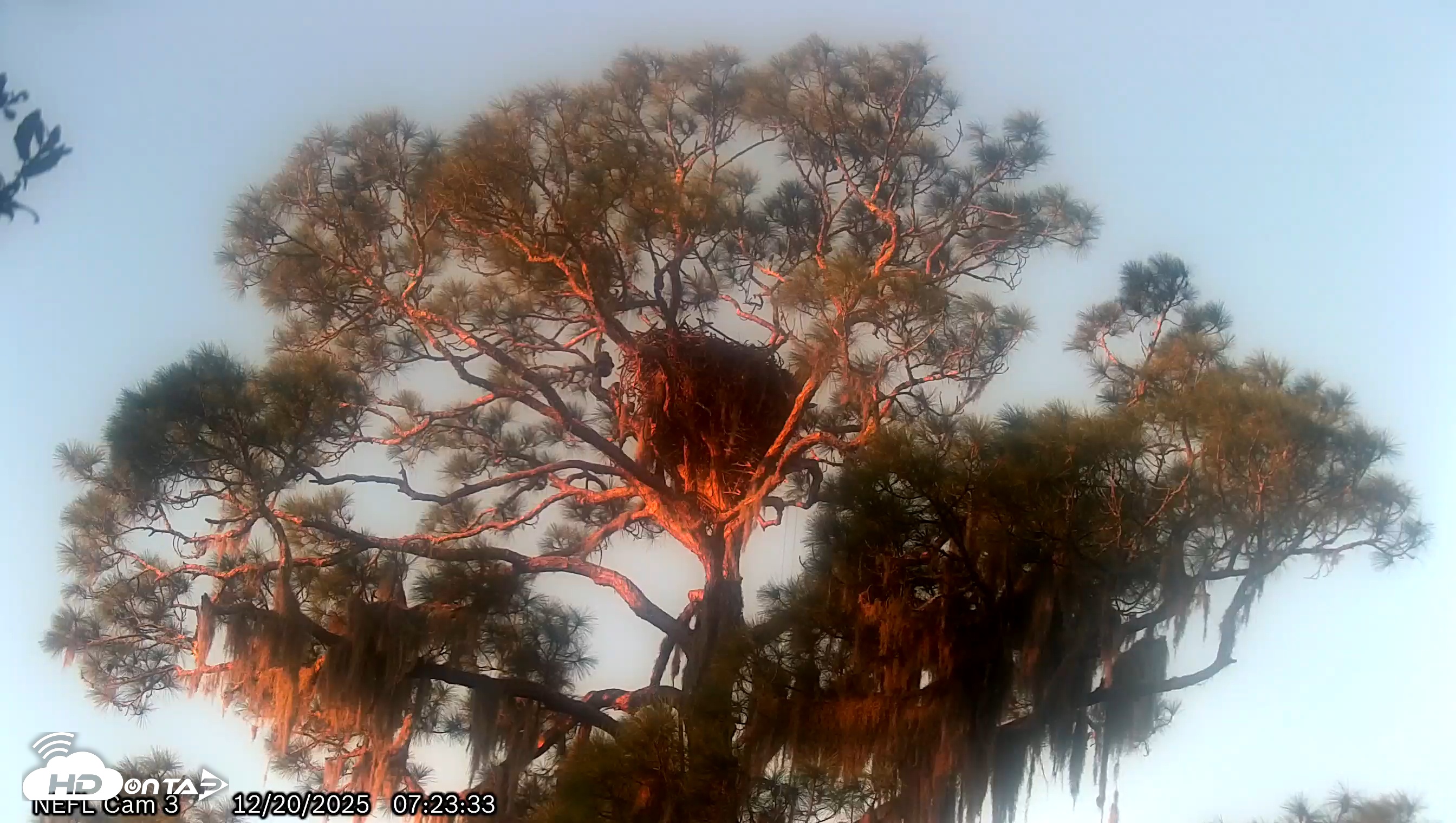 Snapshot of NE Florida Eagles Live Webcam taken Dec 20, 2025, 7:24am EST