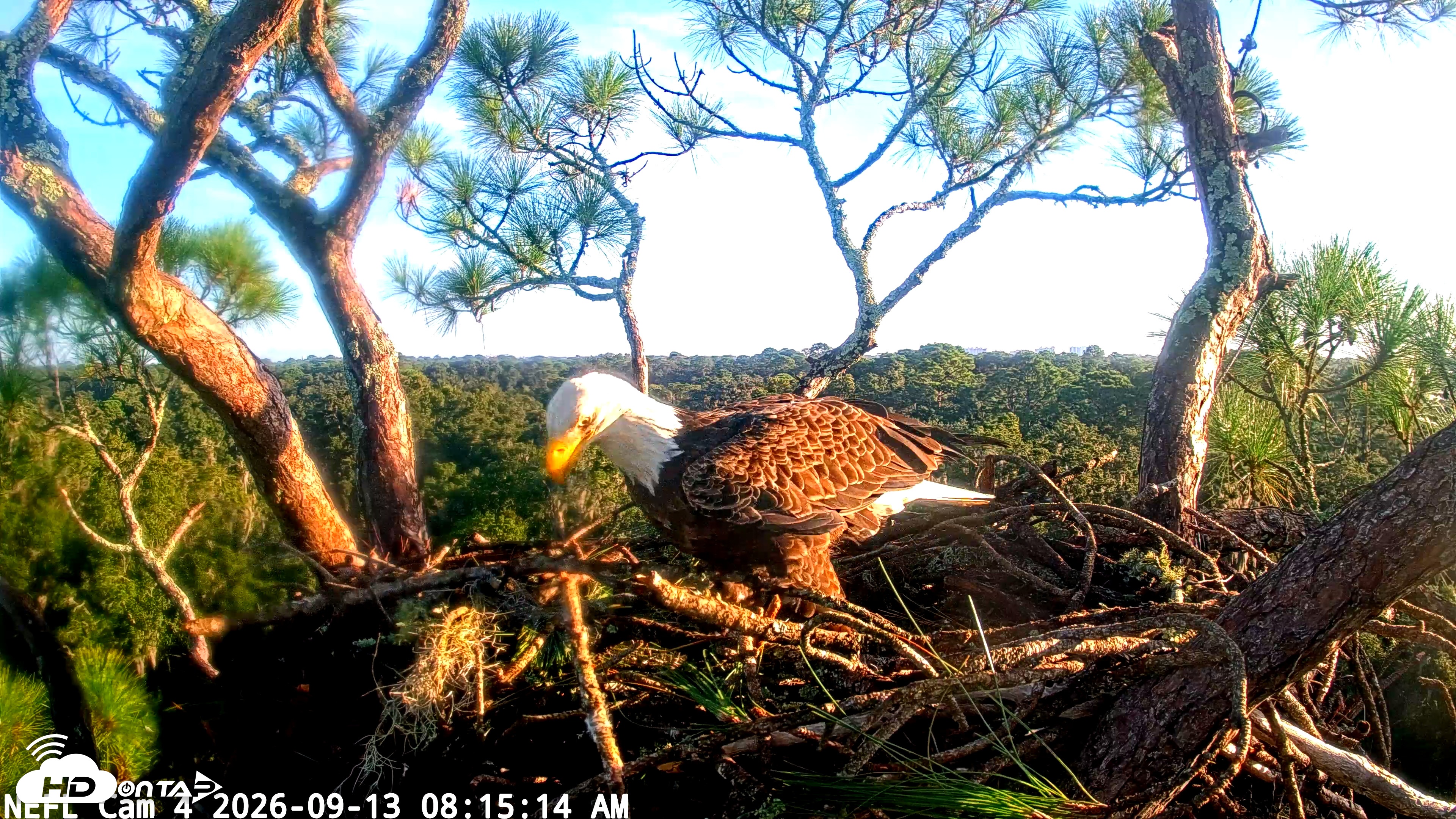Snapshot of NE Florida Eagles Live Webcam taken Sep 13, 2026, 8:16am EDT