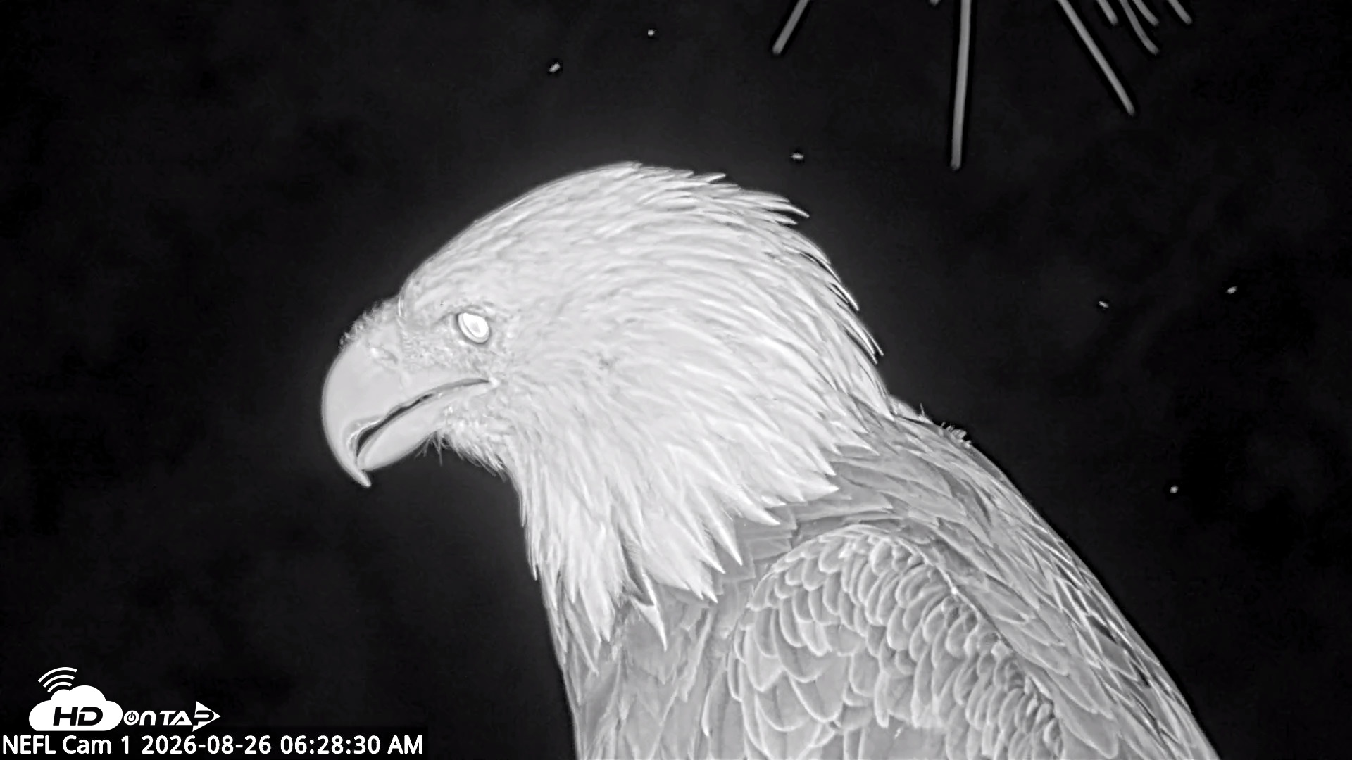 Snapshot of NE Florida Eagles Live Webcam taken Aug 26, 2026, 6:30am EDT