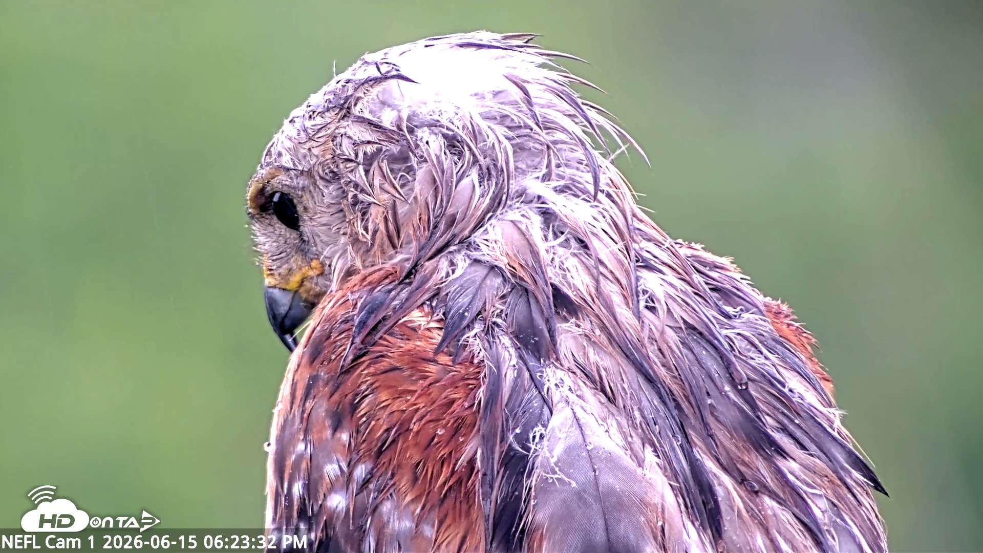 Snapshot of NE Florida Eagles Live Webcam taken Jun 15, 2026, 6:24pm EDT