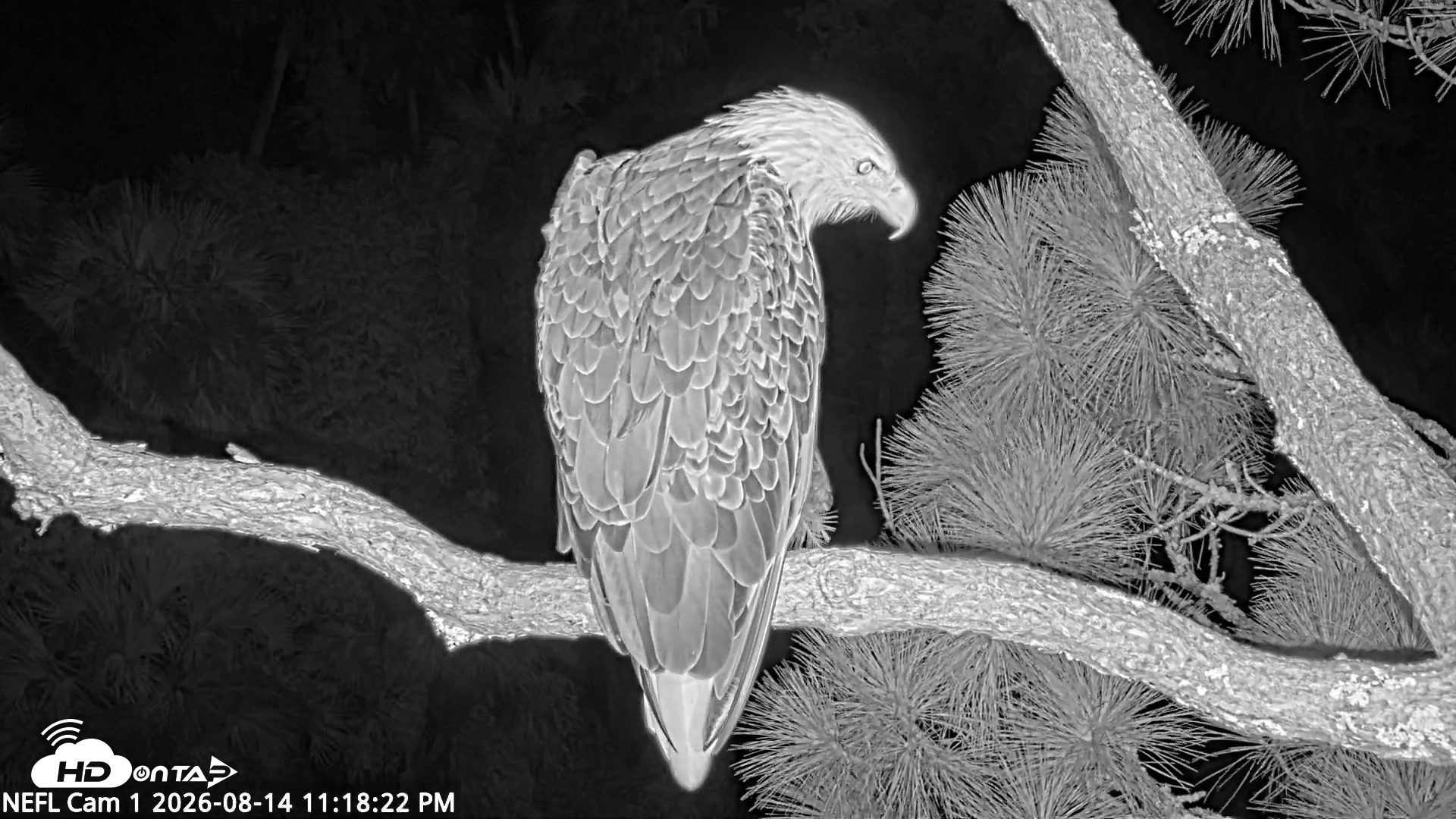 Snapshot of NE Florida Eagles Live Webcam taken Aug 14, 2026, 11:19pm EDT