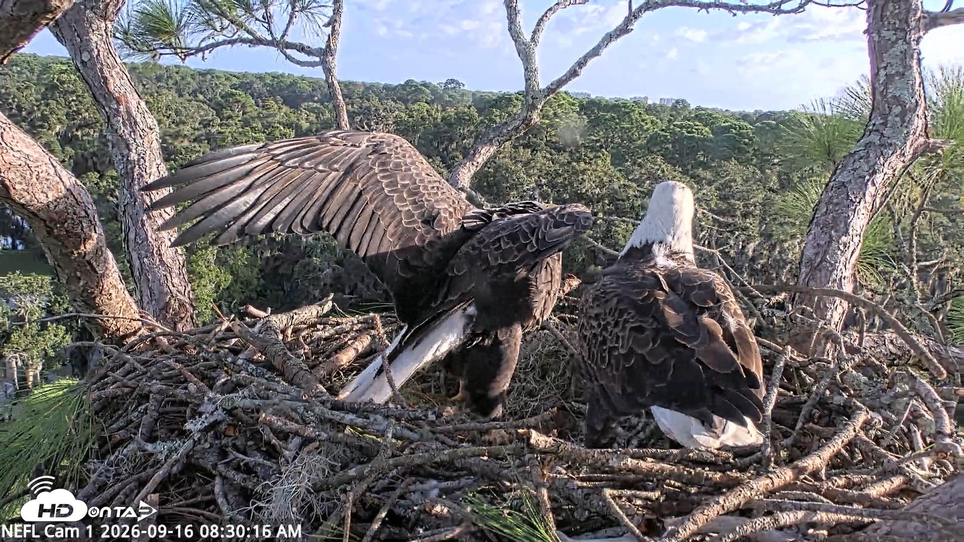 Snapshot of NE Florida Eagles Live Webcam taken Sep 16, 2026, 8:31am EDT