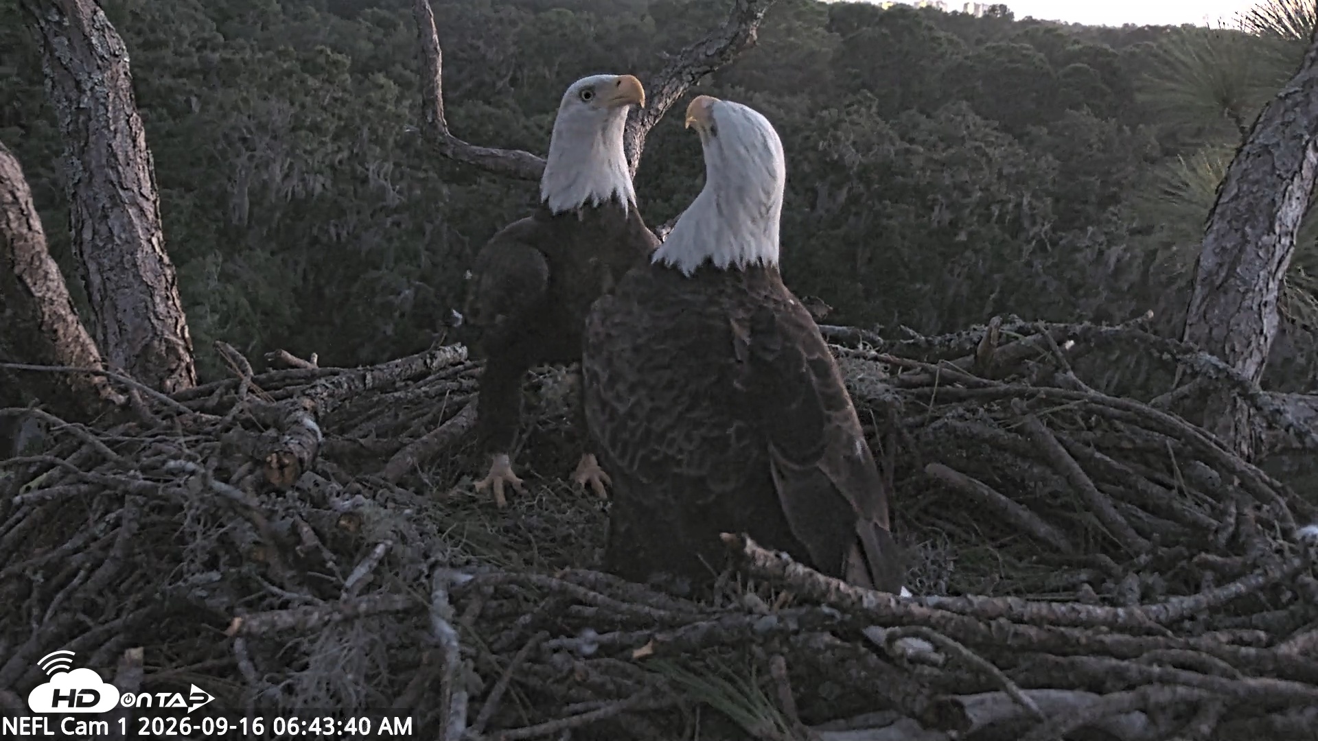 Snapshot of NE Florida Eagles Live Webcam taken Sep 16, 2026, 6:44am EDT
