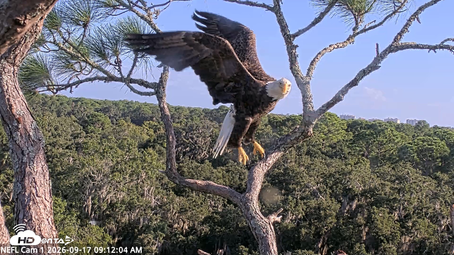 Snapshot of NE Florida Eagles Live Webcam taken Sep 17, 2026, 9:12am EDT