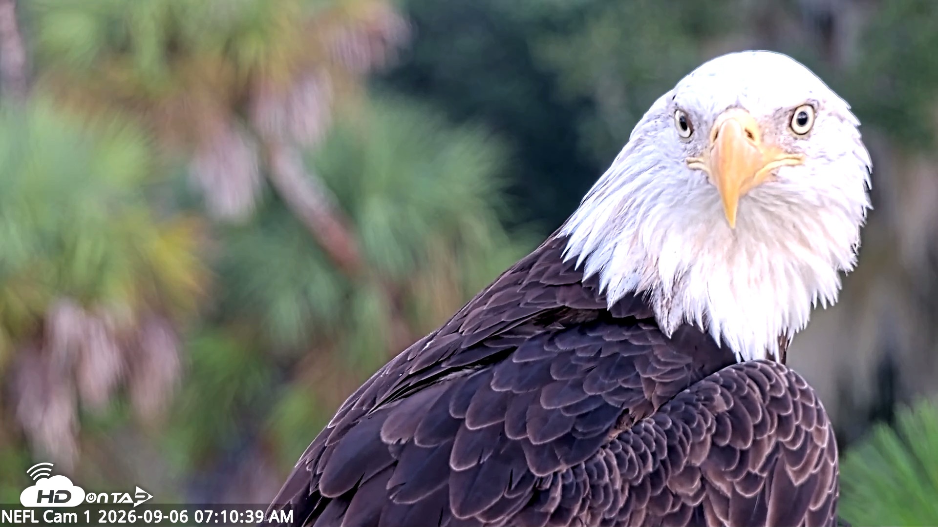 Snapshot of NE Florida Eagles Live Webcam taken Sep 6, 2026, 7:12am EDT