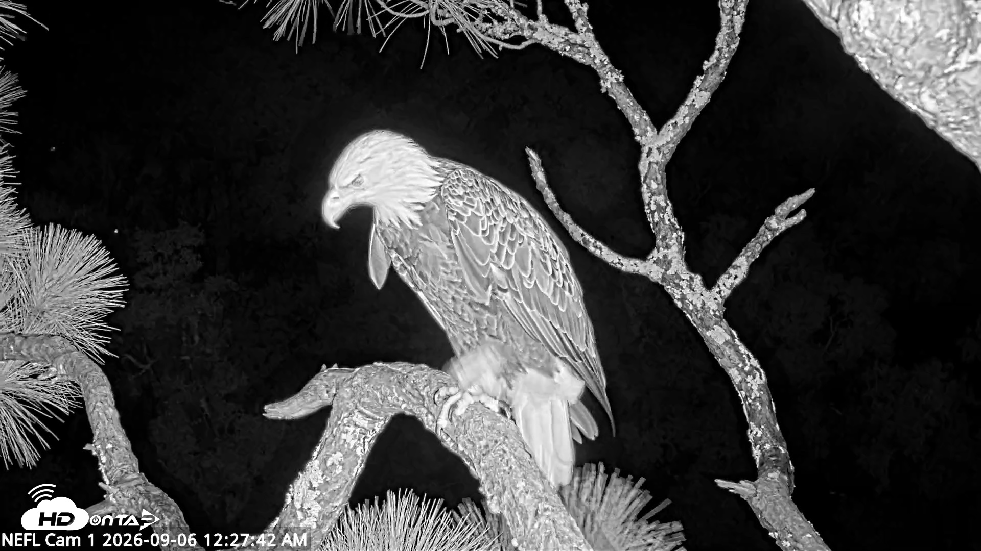 Snapshot of NE Florida Eagles Live Webcam taken Sep 6, 2026, 12:28am EDT