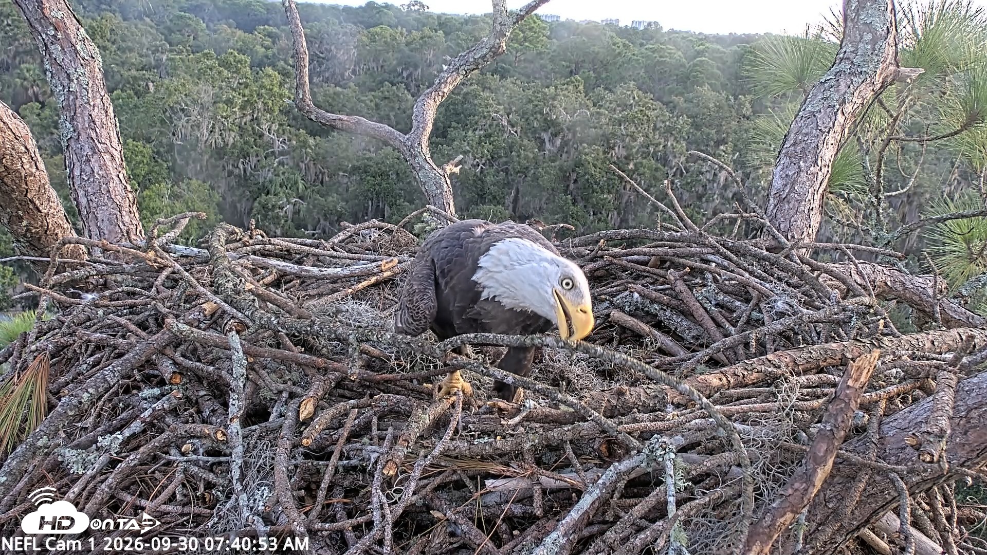 Snapshot of NE Florida Eagles Live Webcam taken Sep 30, 2026, 7:41am EDT