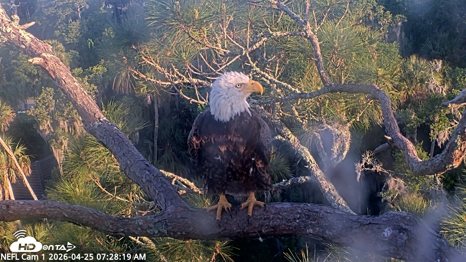Snapshot of NE Florida Eagles Live Webcam taken Apr 25, 2026, 7:29am EDT
