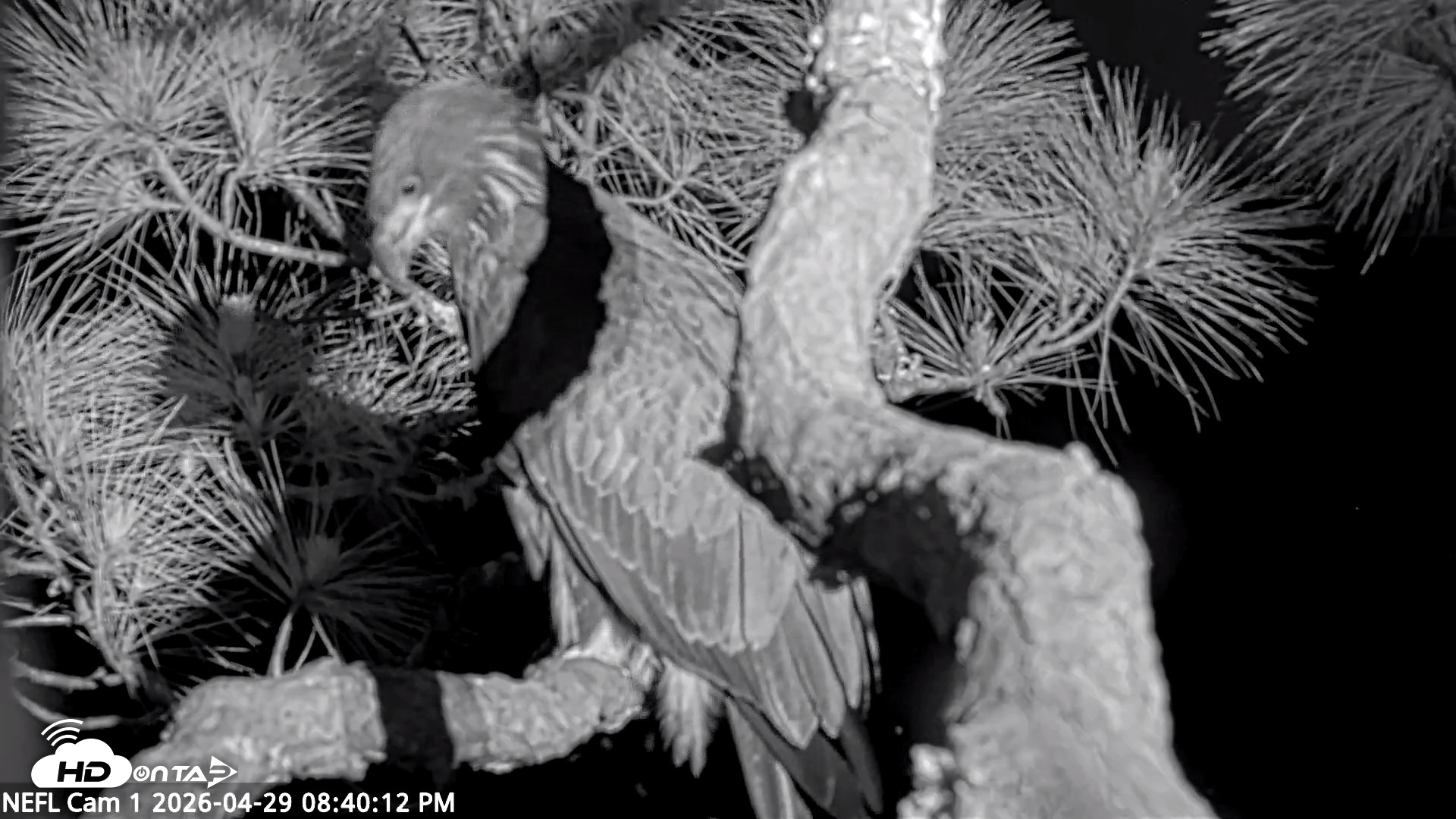 Snapshot of NE Florida Eagles Live Webcam taken Apr 29, 2026, 8:41pm EDT
