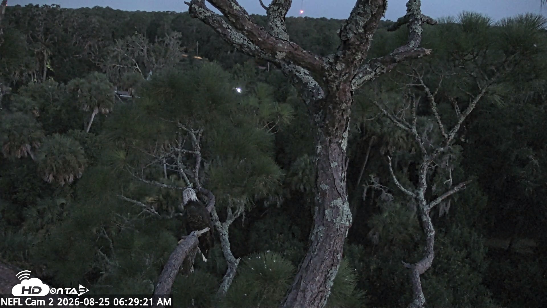 Snapshot of NE Florida Eagles Live Webcam taken Aug 25, 2026, 6:30am EDT