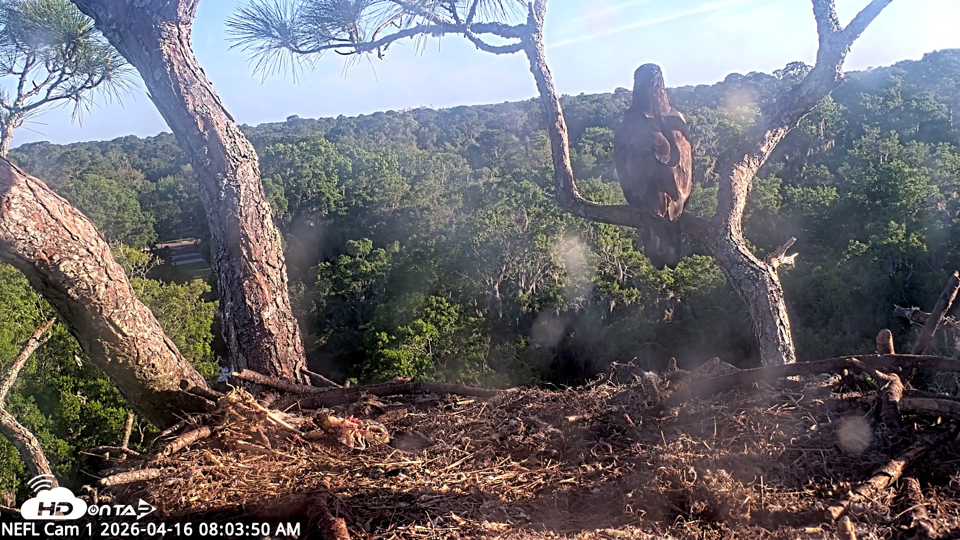 Snapshot of NE Florida Eagles Live Webcam taken Apr 16, 2026, 8:04am EDT