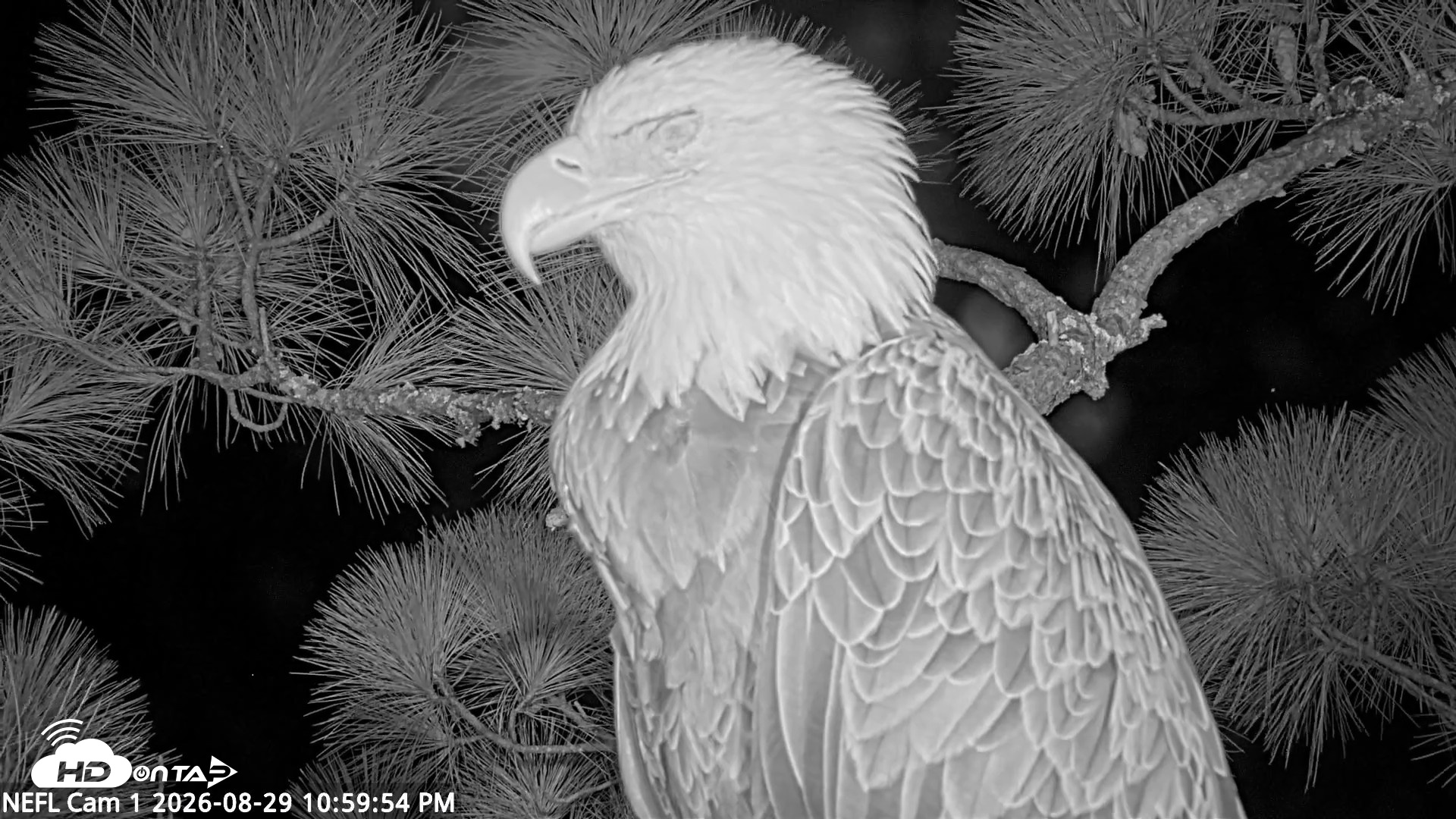 Snapshot of NE Florida Eagles Live Webcam taken Aug 29, 2026, 11:00pm EDT