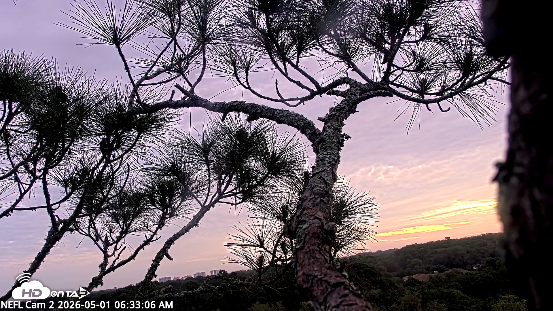 Snapshot of NE Florida Eagles Live Webcam taken May 1, 2026, 6:34am EDT