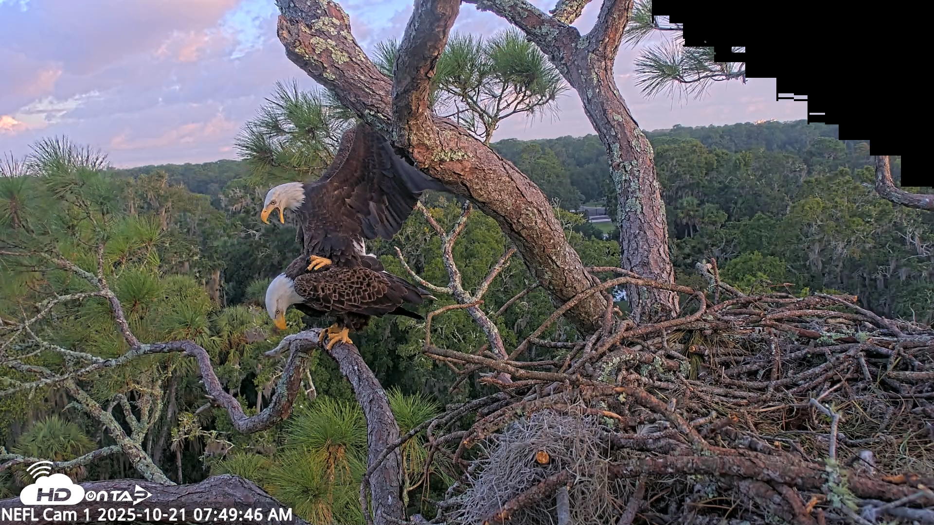 Snapshot of NE Florida Eagles Live Webcam taken Oct 21, 2025, 7:50am EDT