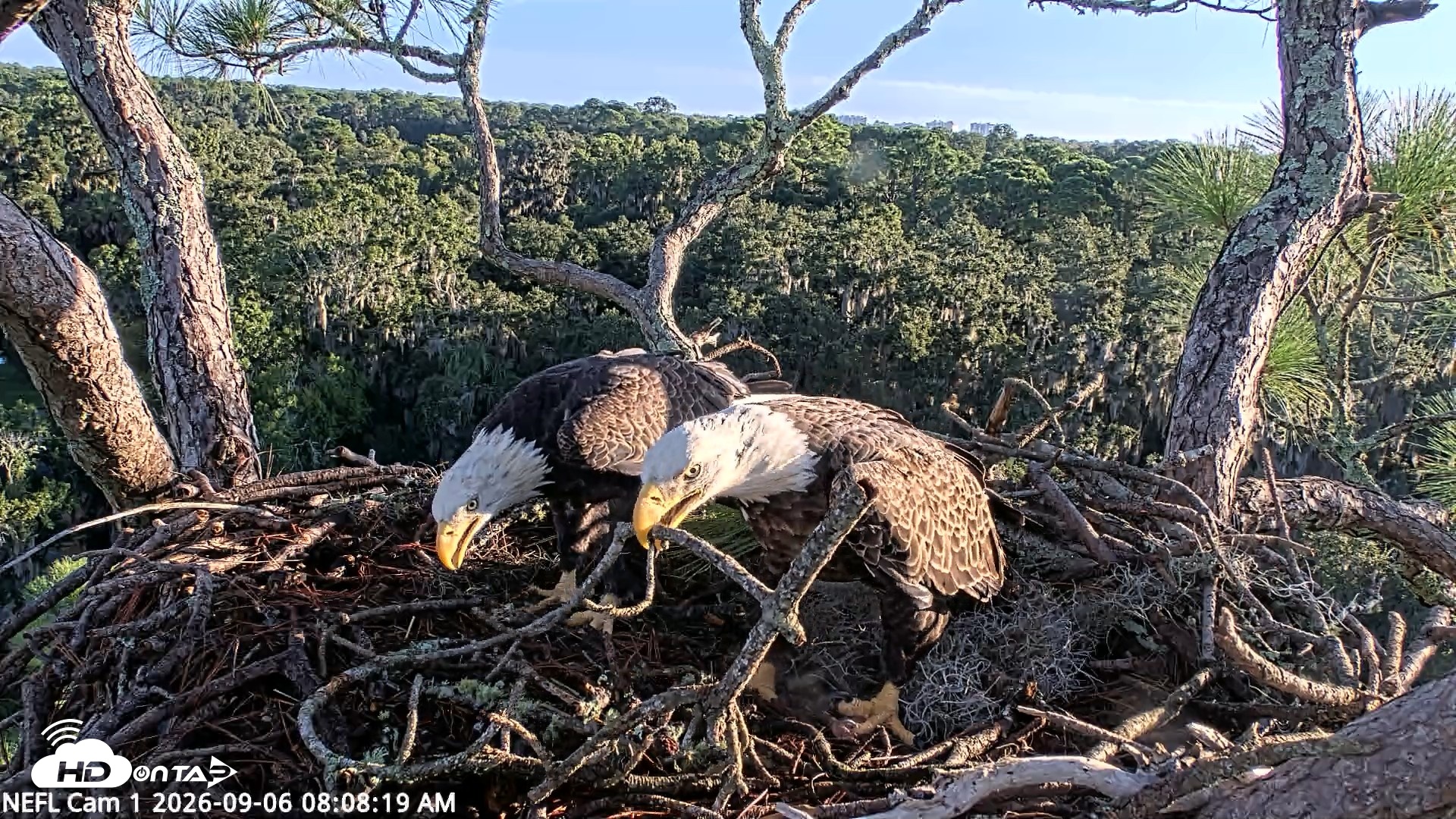 Snapshot of NE Florida Eagles Live Webcam taken Sep 6, 2026, 8:09am EDT