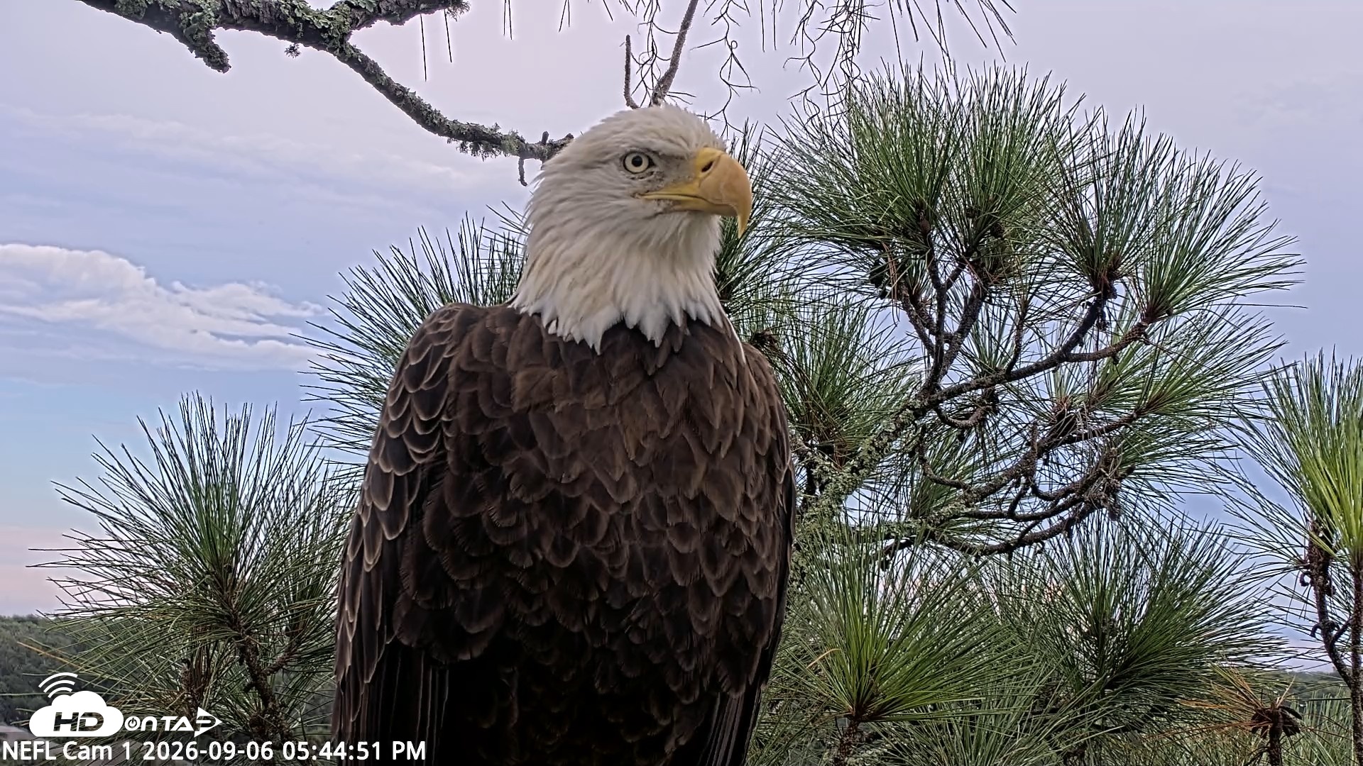 Snapshot of NE Florida Eagles Live Webcam taken Sep 6, 2026, 5:45pm EDT