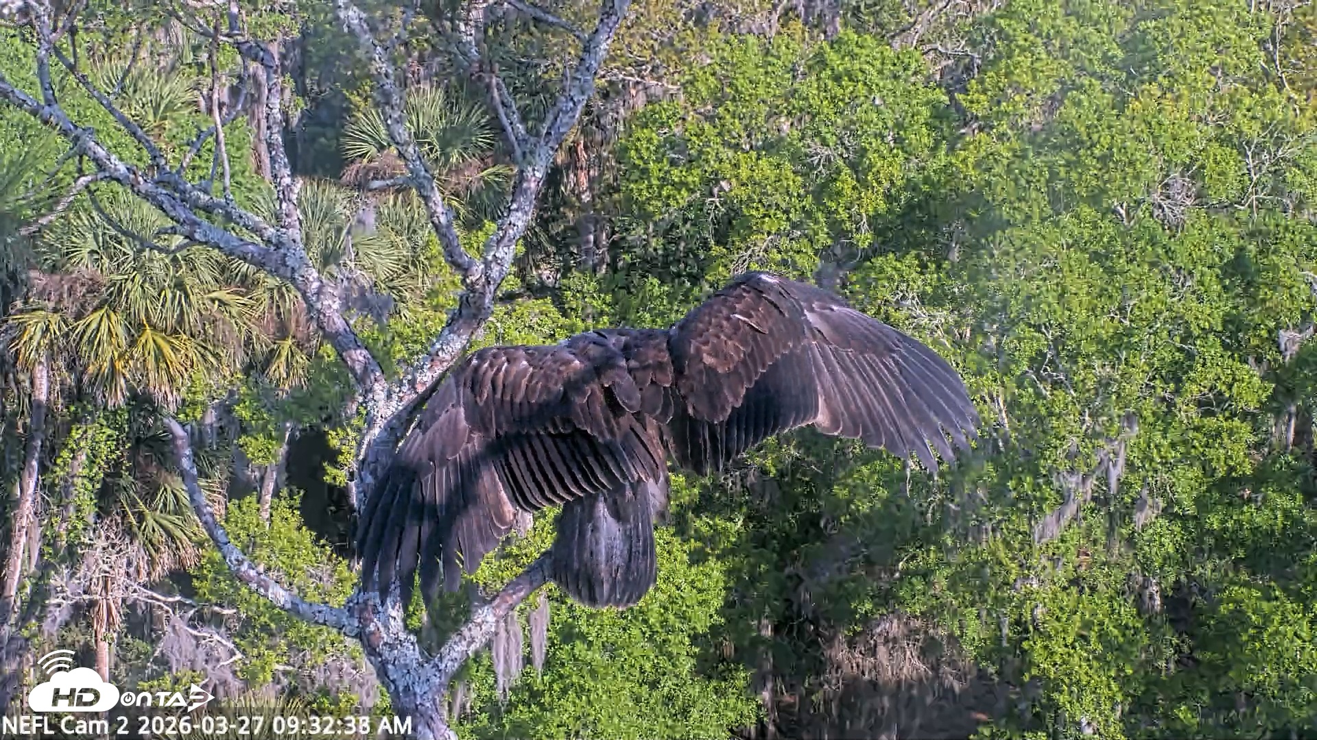 Snapshot of NE Florida Eagles Live Webcam taken Mar 27, 2026, 9:33am EDT