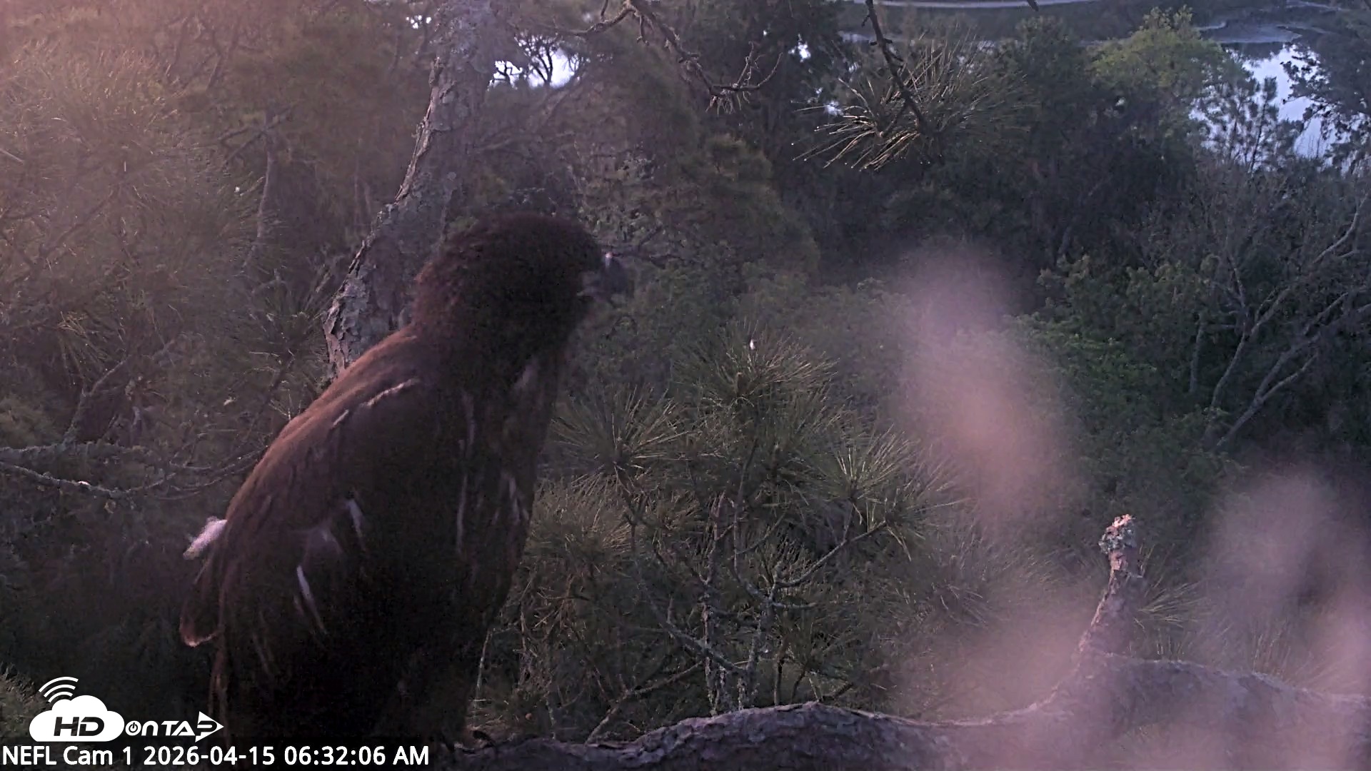 Snapshot of NE Florida Eagles Live Webcam taken Apr 15, 2026, 6:32am EDT