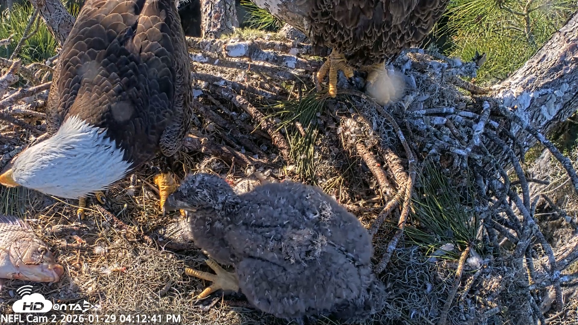 Snapshot of NE Florida Eagles Live Webcam taken Jan 29, 2026, 4:13pm EST