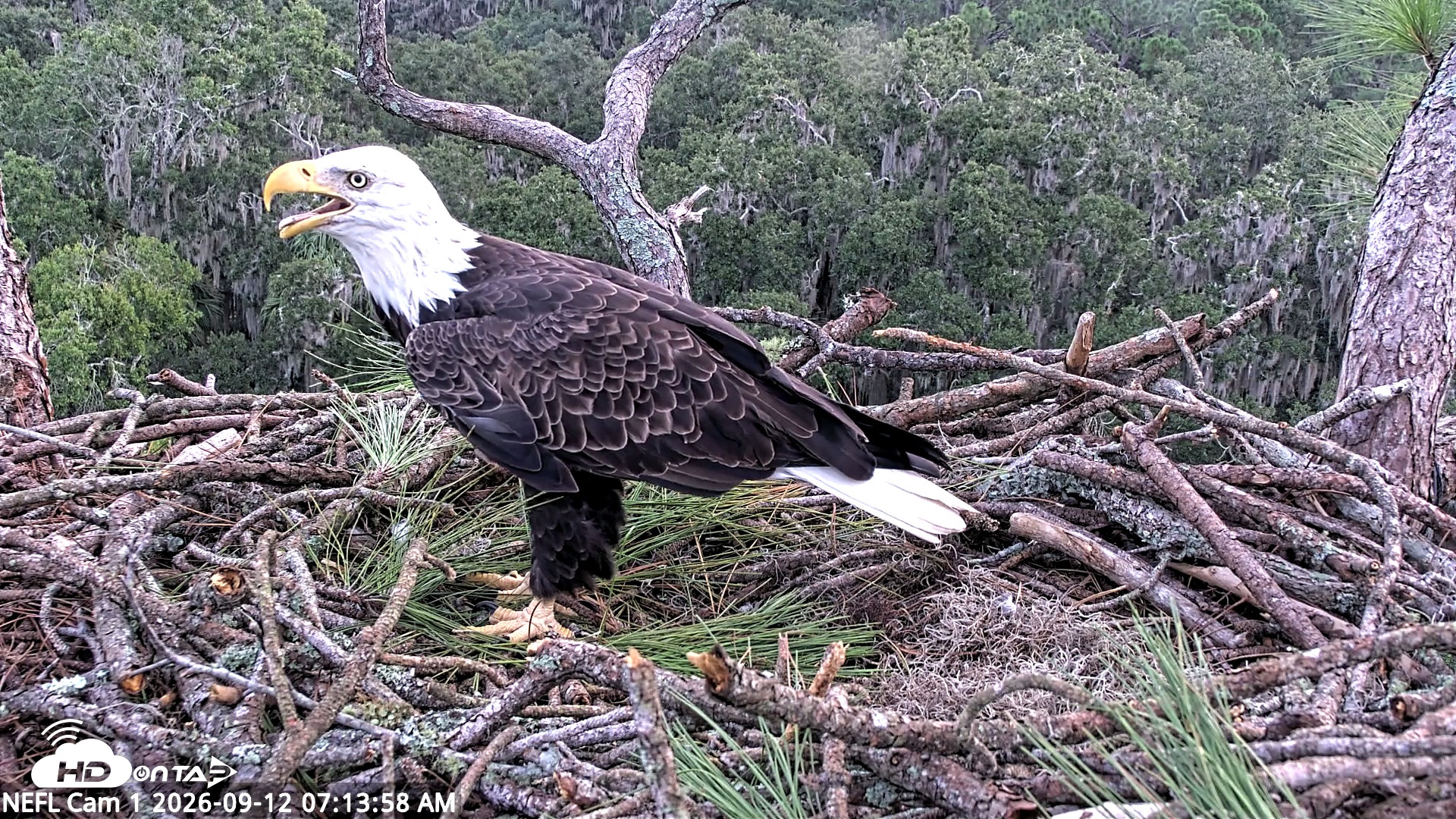 Snapshot of NE Florida Eagles Live Webcam taken Sep 12, 2026, 7:15am EDT