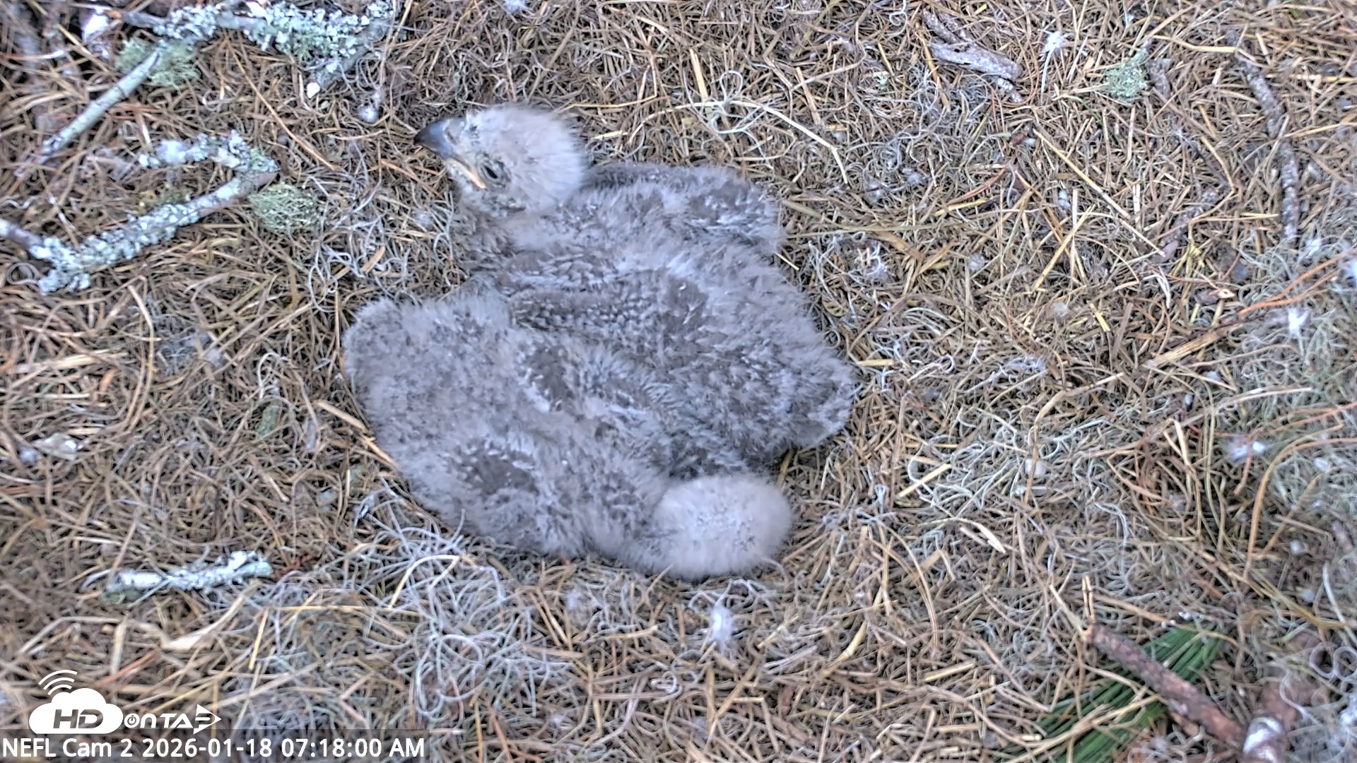Snapshot of NE Florida Eagles Live Webcam taken Jan 18, 2026, 7:19am EST