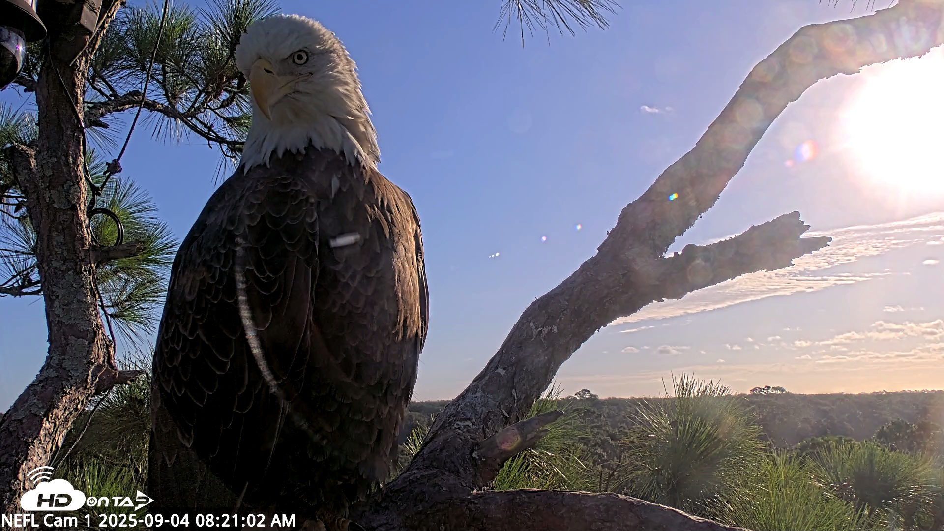 Snapshot of NE Florida Eagles Live Webcam taken Sep 4, 2025, 8:21am EDT