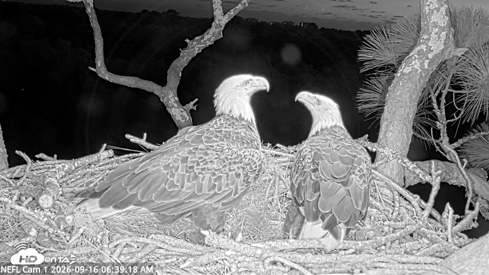 Snapshot of NE Florida Eagles Live Webcam taken Sep 16, 2026, 6:40am EDT