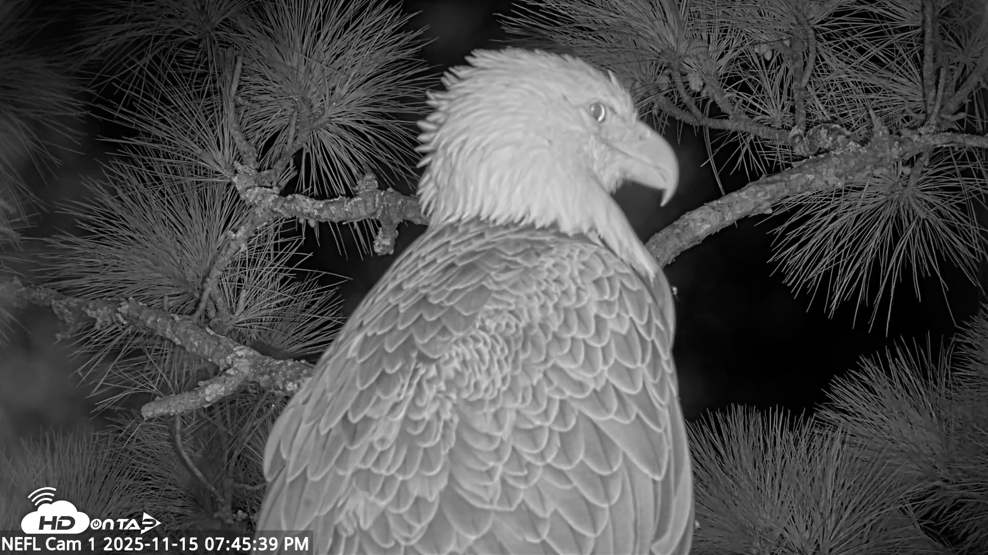 Snapshot of NE Florida Eagles Live Webcam taken Nov 15, 2025, 7:46pm EST