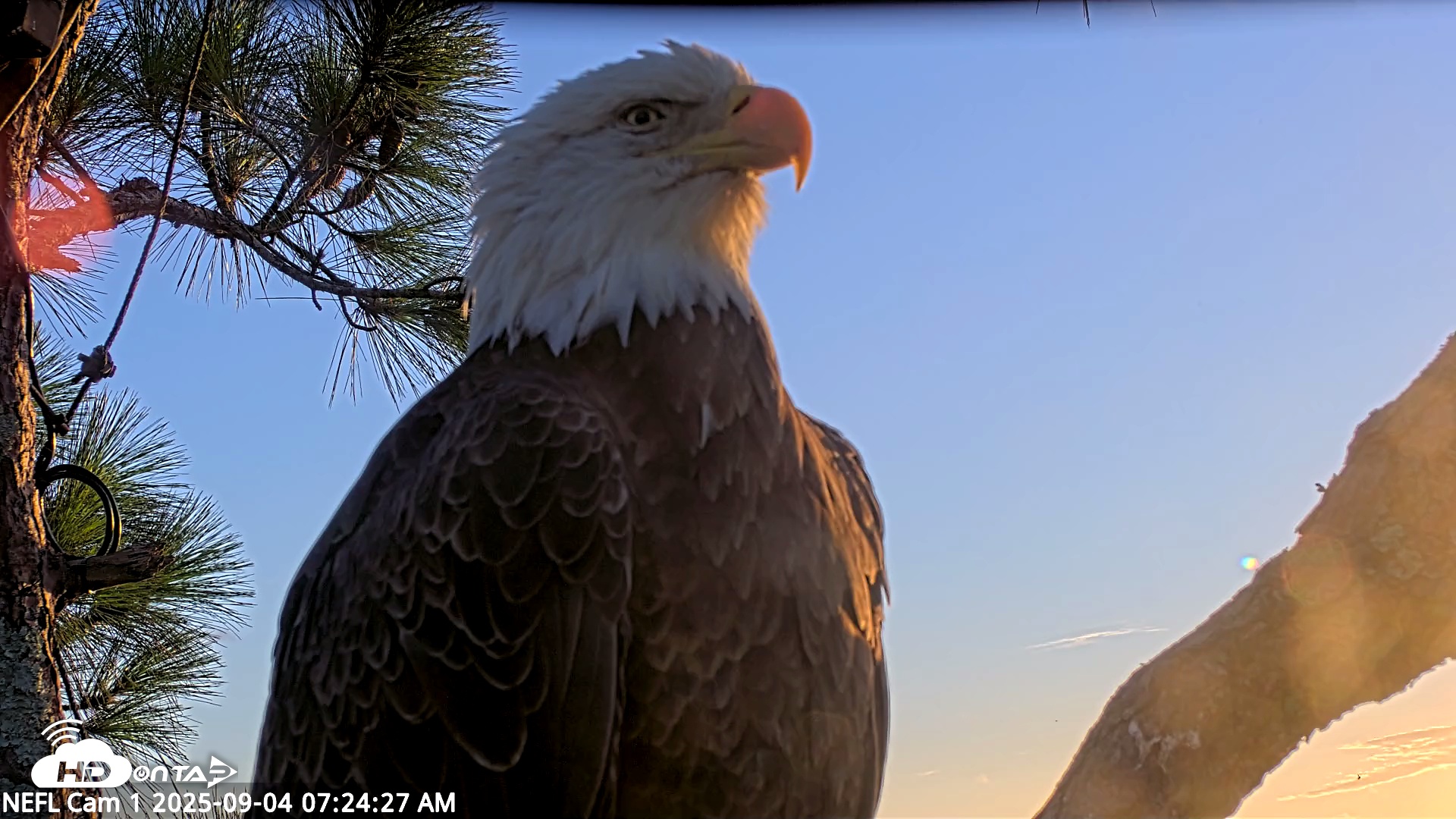 Snapshot of NE Florida Eagles Live Webcam taken Sep 4, 2025, 7:25am EDT