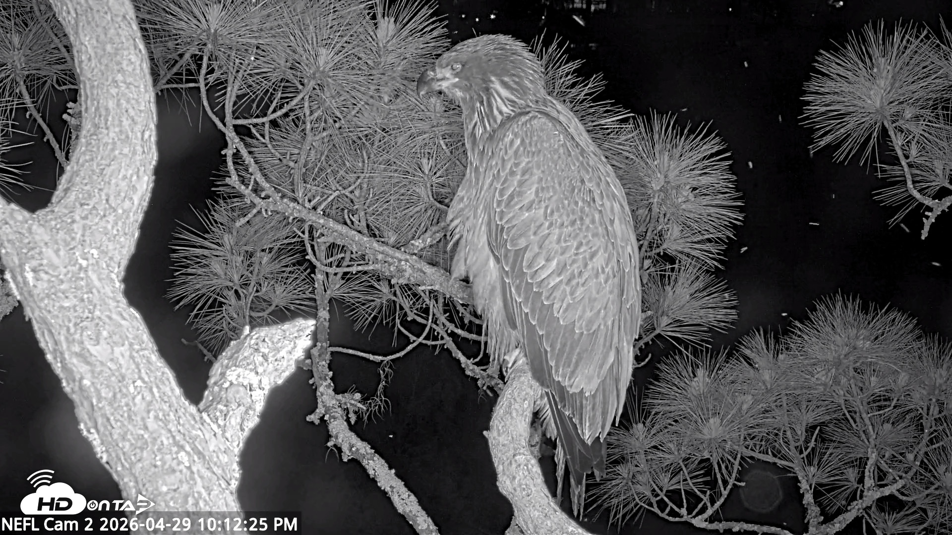 Snapshot of NE Florida Eagles Live Webcam taken Apr 29, 2026, 10:13pm EDT