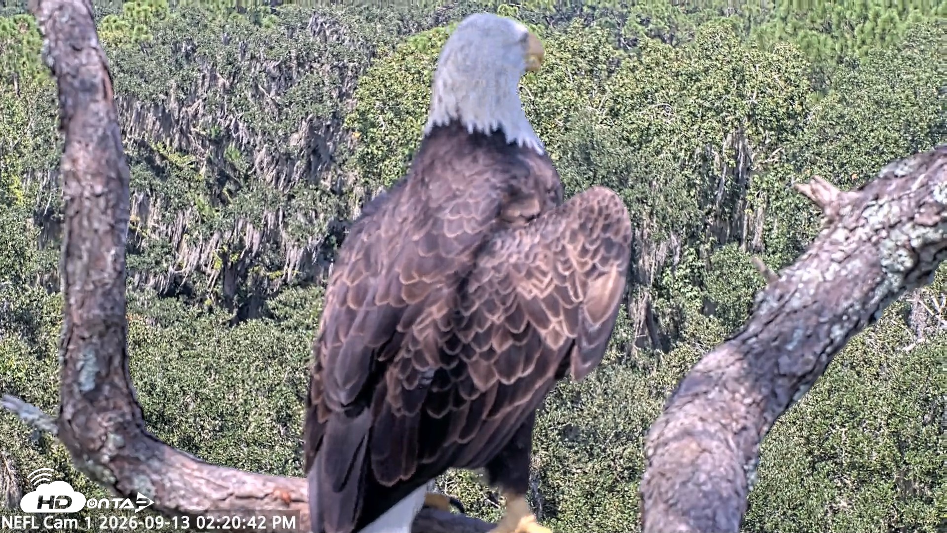 Snapshot of NE Florida Eagles Live Webcam taken Sep 13, 2026, 2:21pm EDT