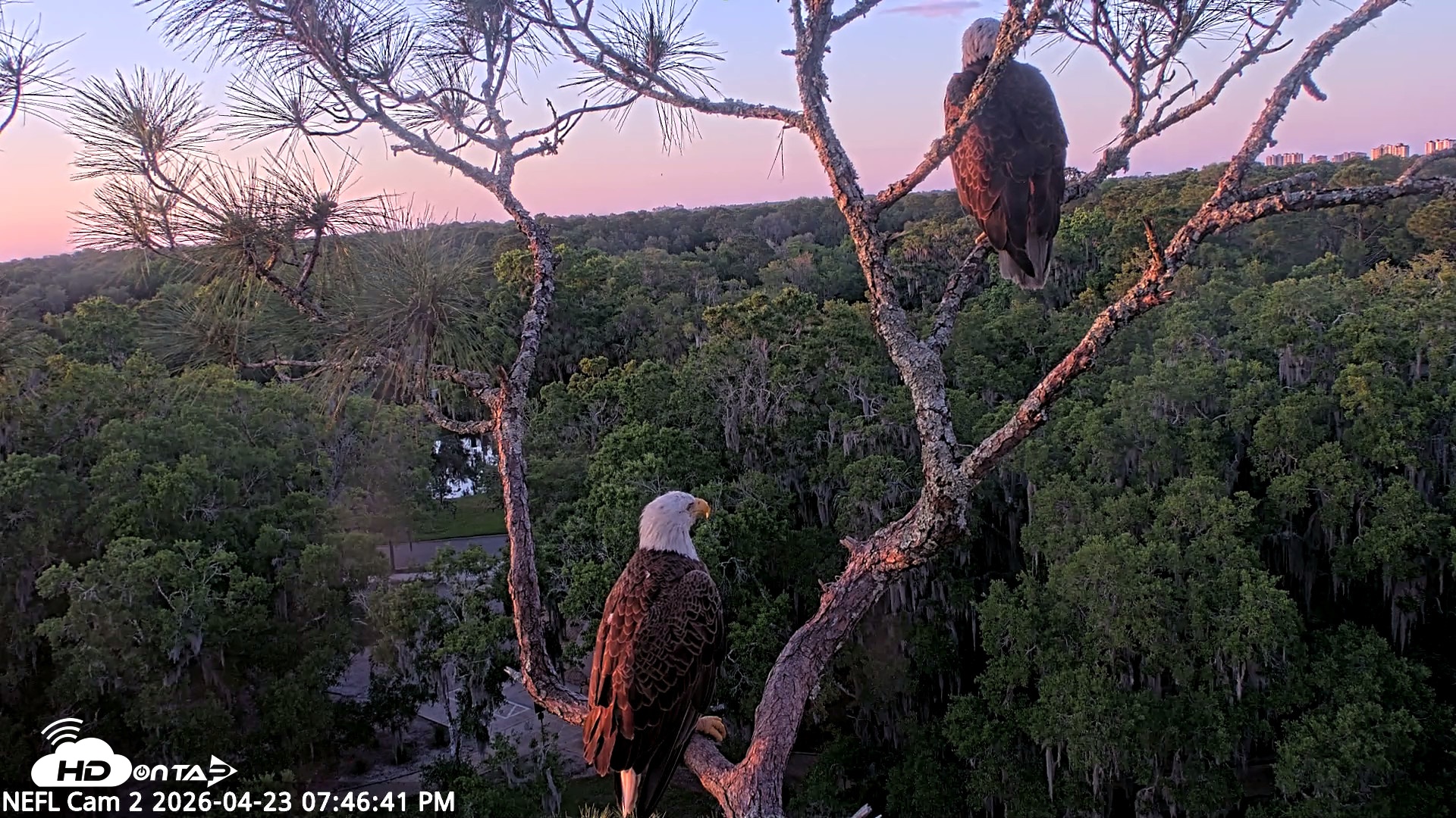 Snapshot of NE Florida Eagles Live Webcam taken Apr 23, 2026, 7:47pm EDT