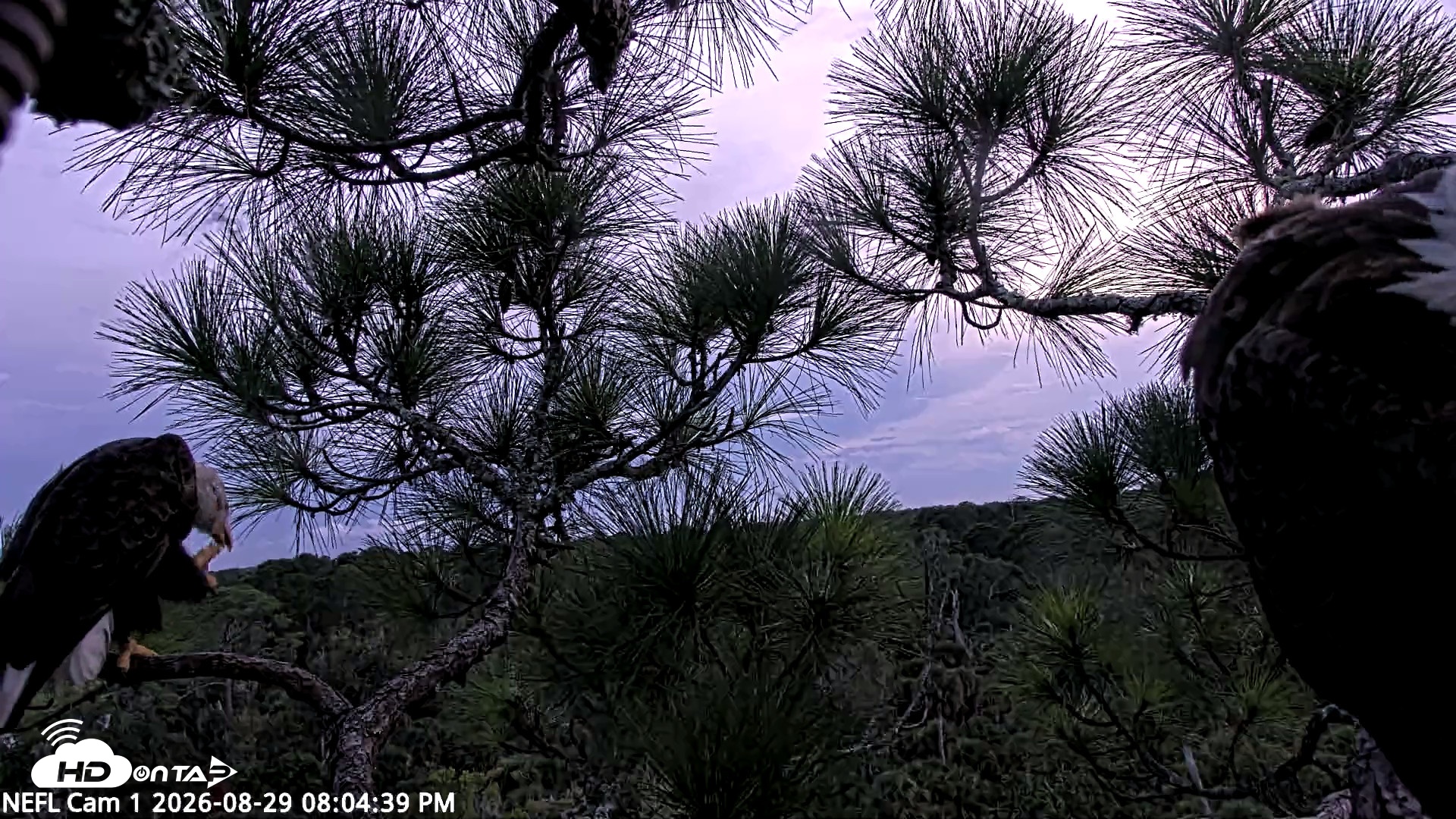 Snapshot of NE Florida Eagles Live Webcam taken Aug 29, 2026, 8:05pm EDT