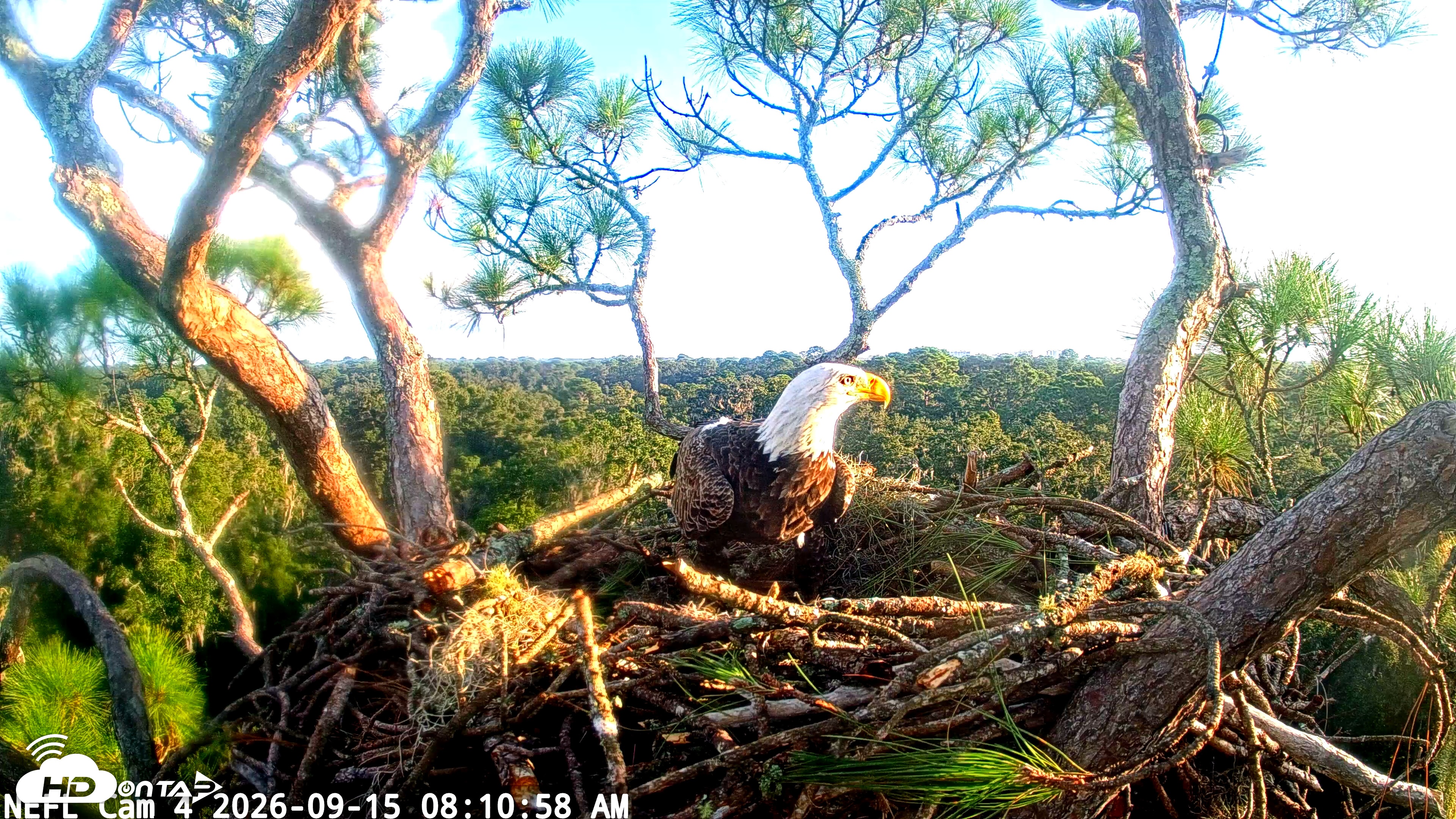 Snapshot of NE Florida Eagles Live Webcam taken Sep 15, 2026, 8:12am EDT